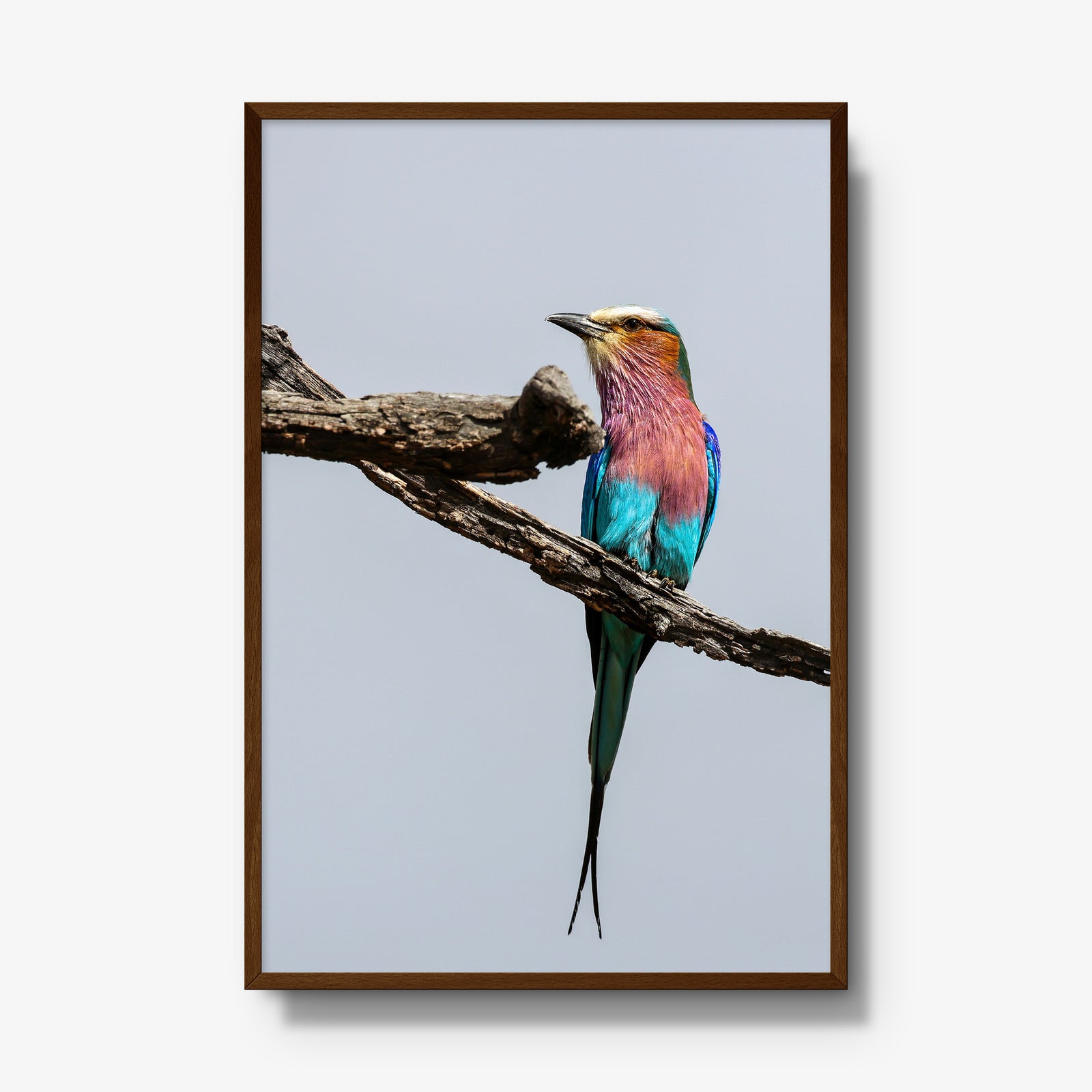 Lilac-breasted Roller