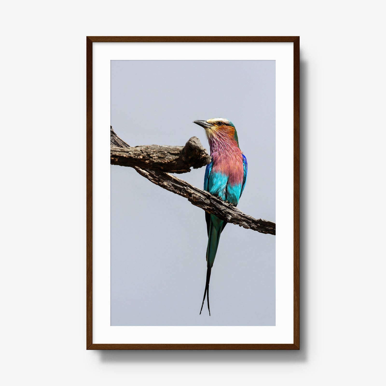 Lilac-breasted Roller