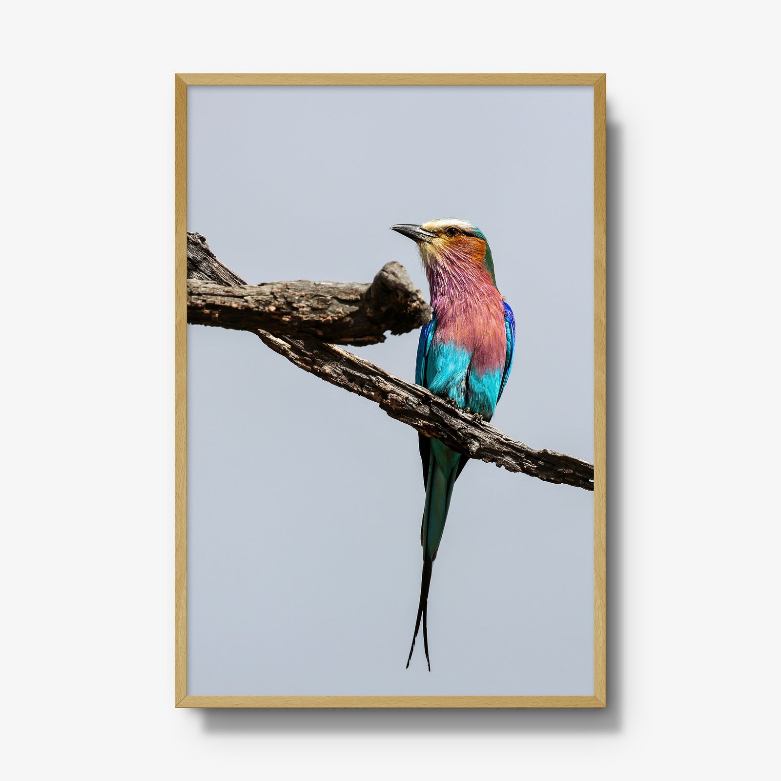 Lilac-breasted Roller