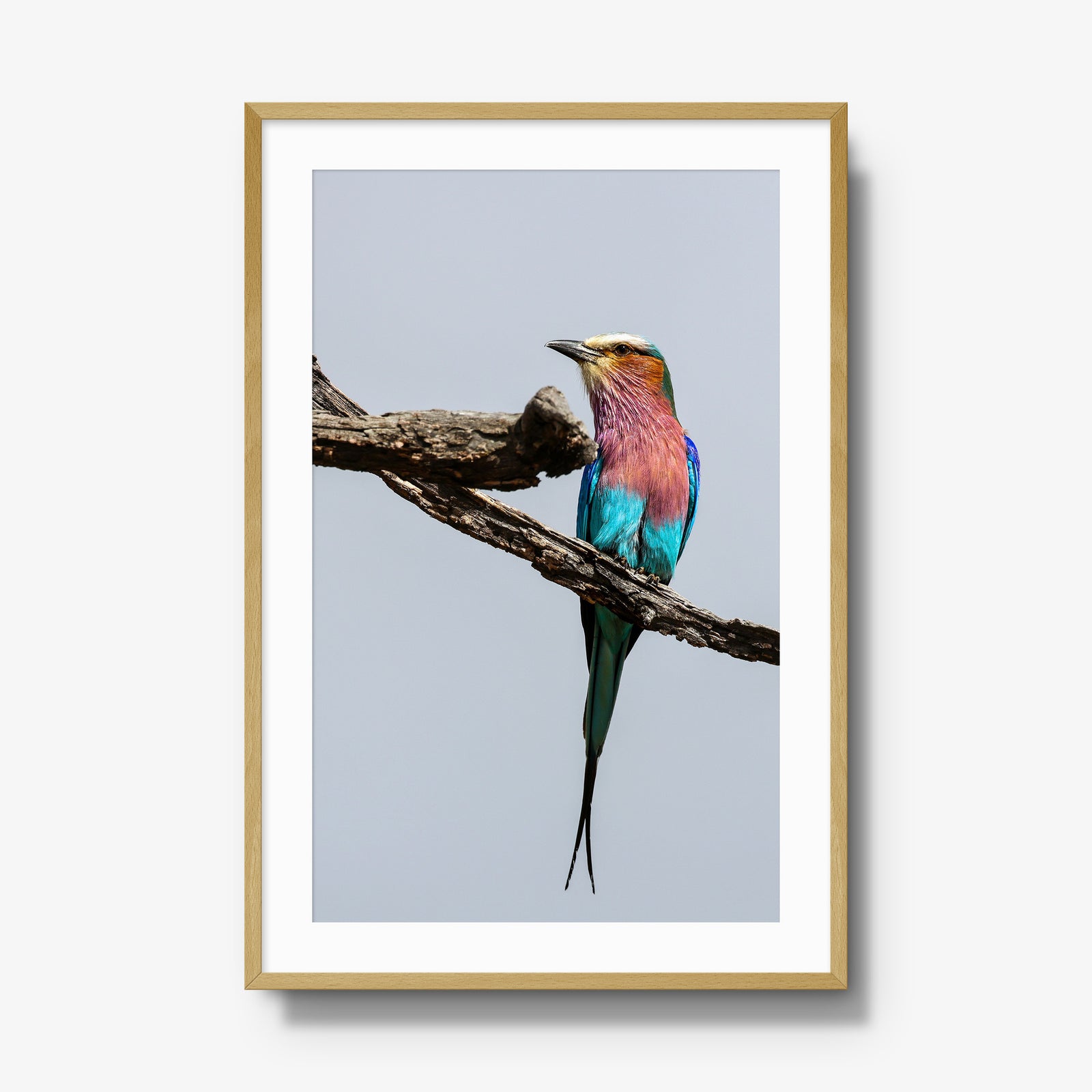 Lilac-breasted Roller
