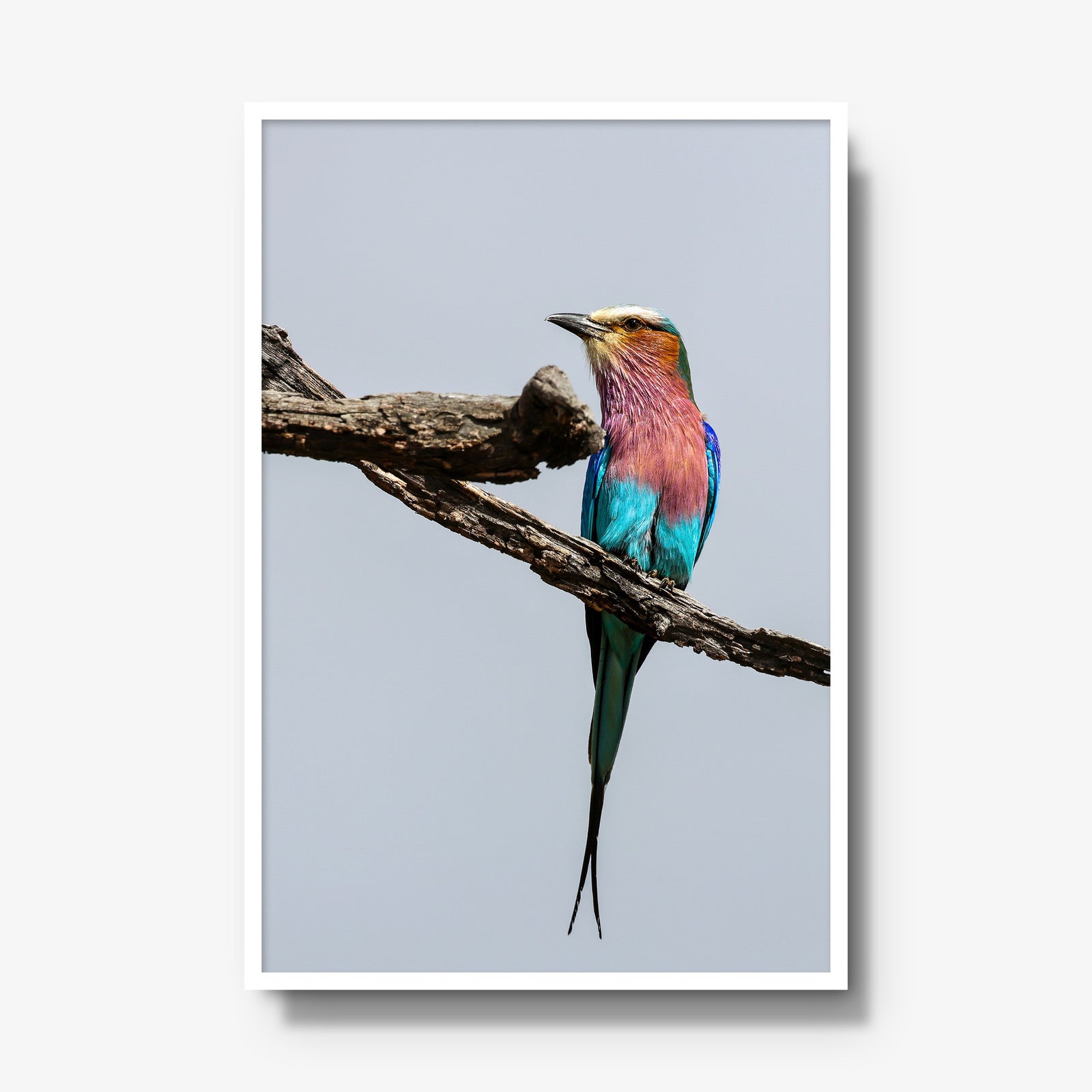 Lilac-breasted Roller