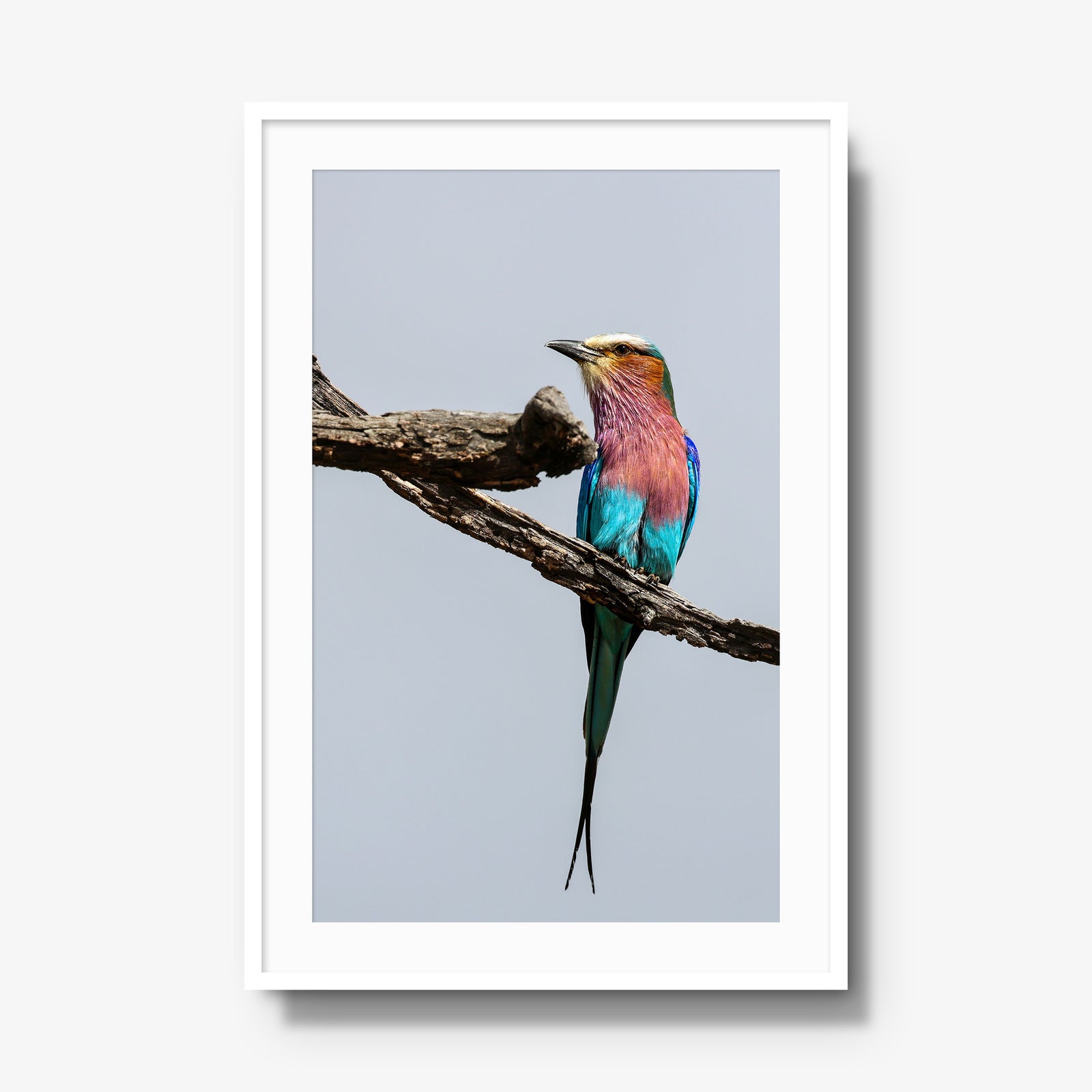 Lilac-breasted Roller