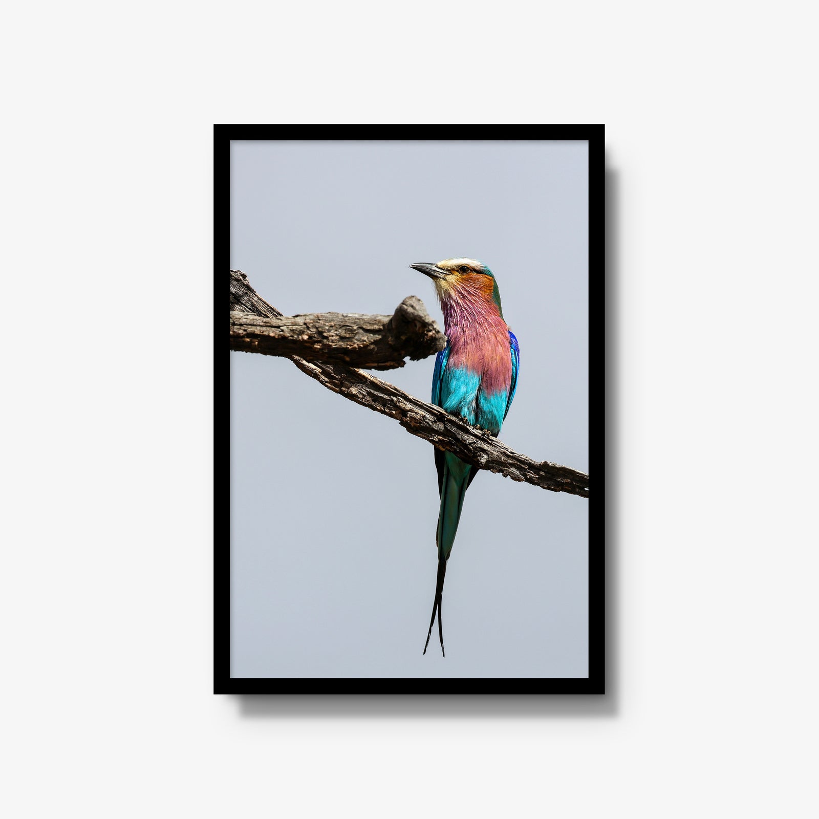 Lilac-breasted Roller