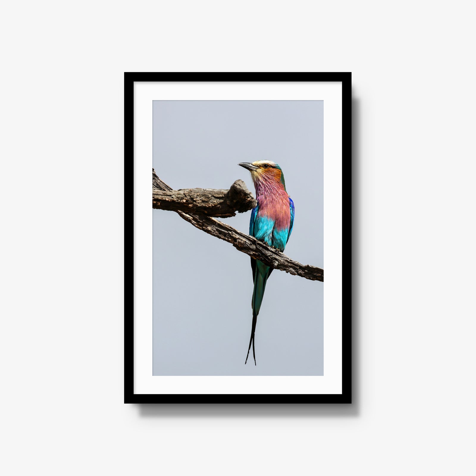Lilac-breasted Roller