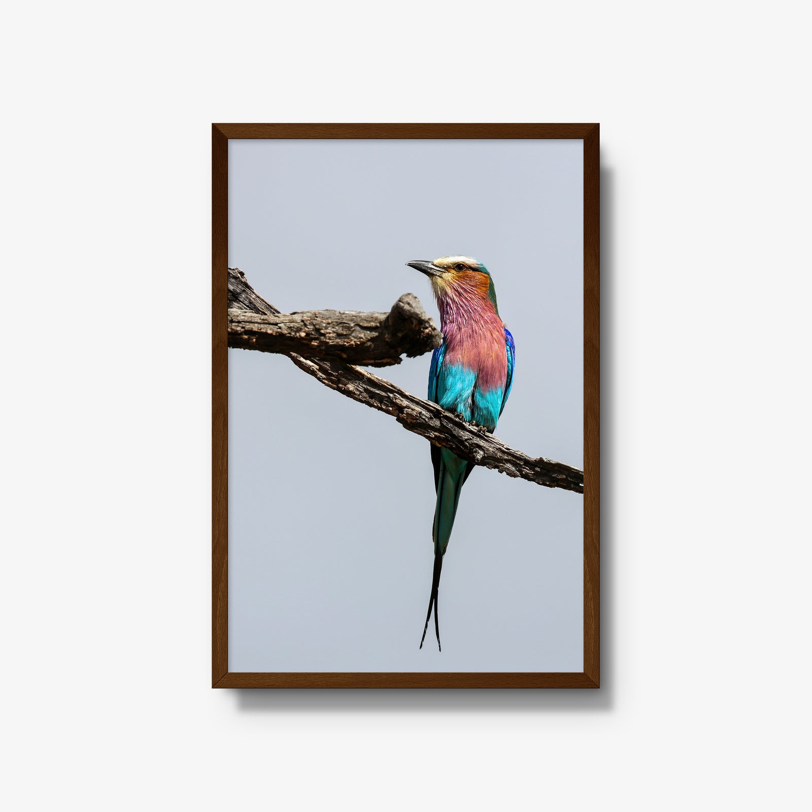 Lilac-breasted Roller