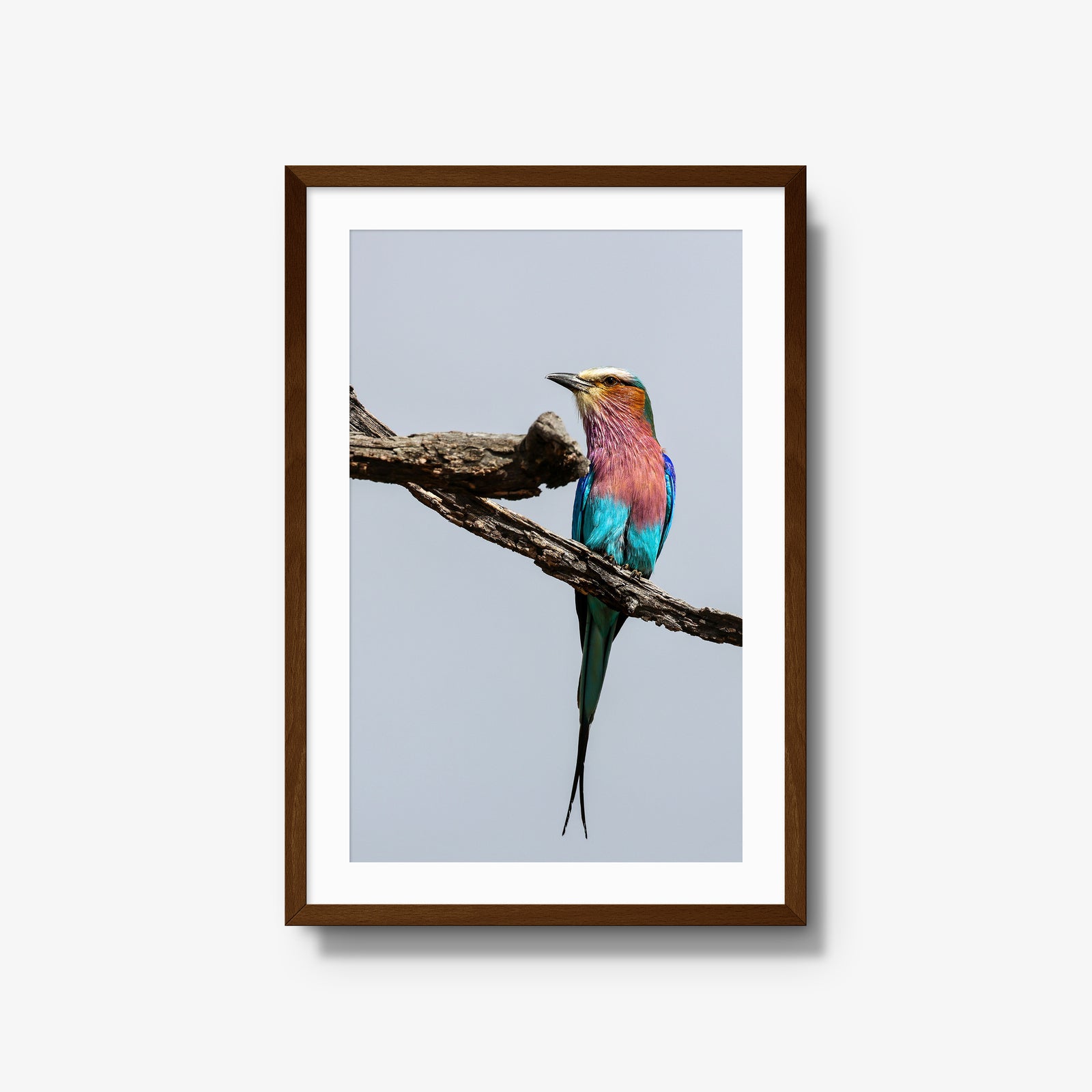 Lilac-breasted Roller