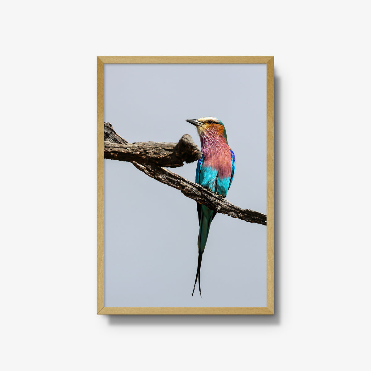 Lilac-breasted Roller — large / natural / full