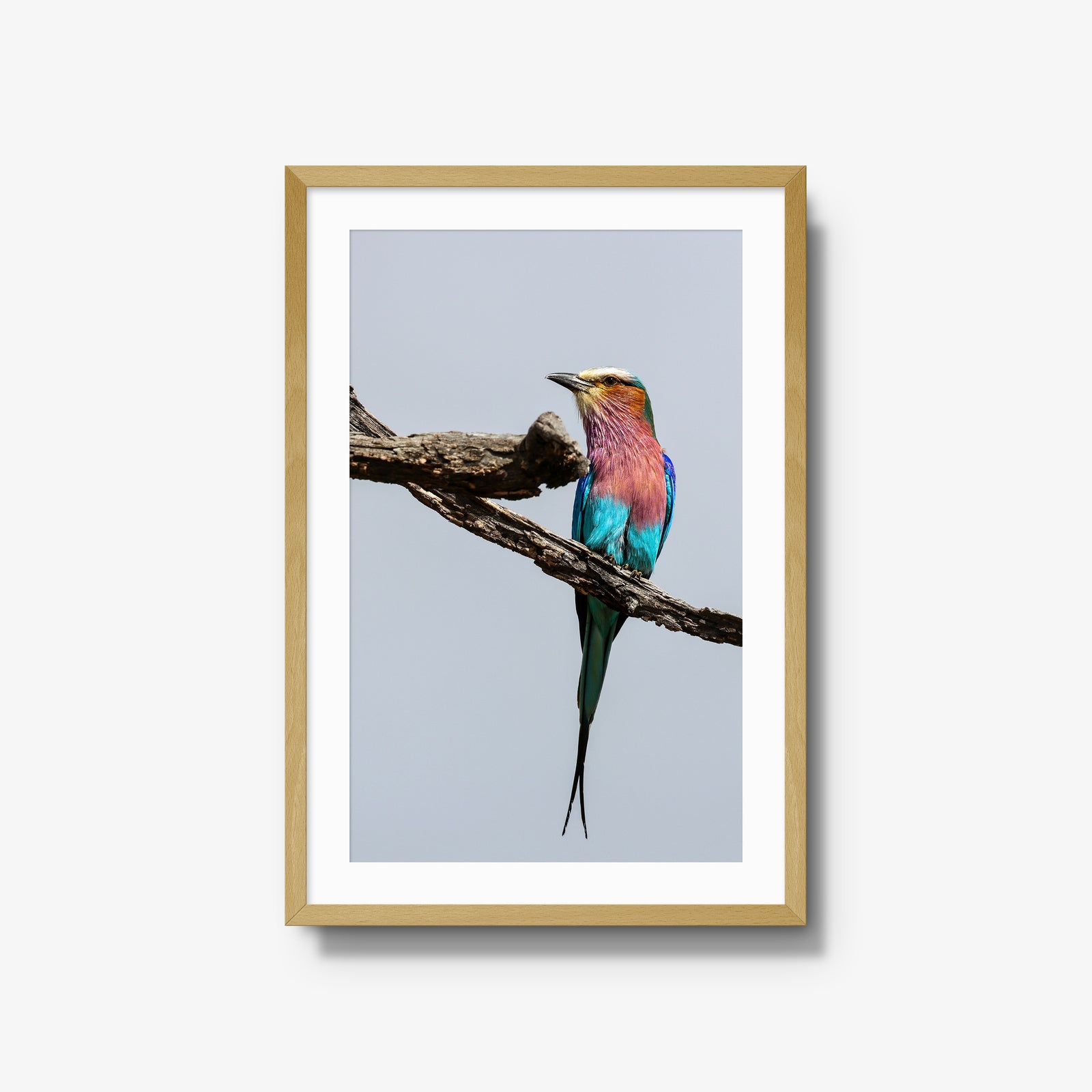 Lilac-breasted Roller
