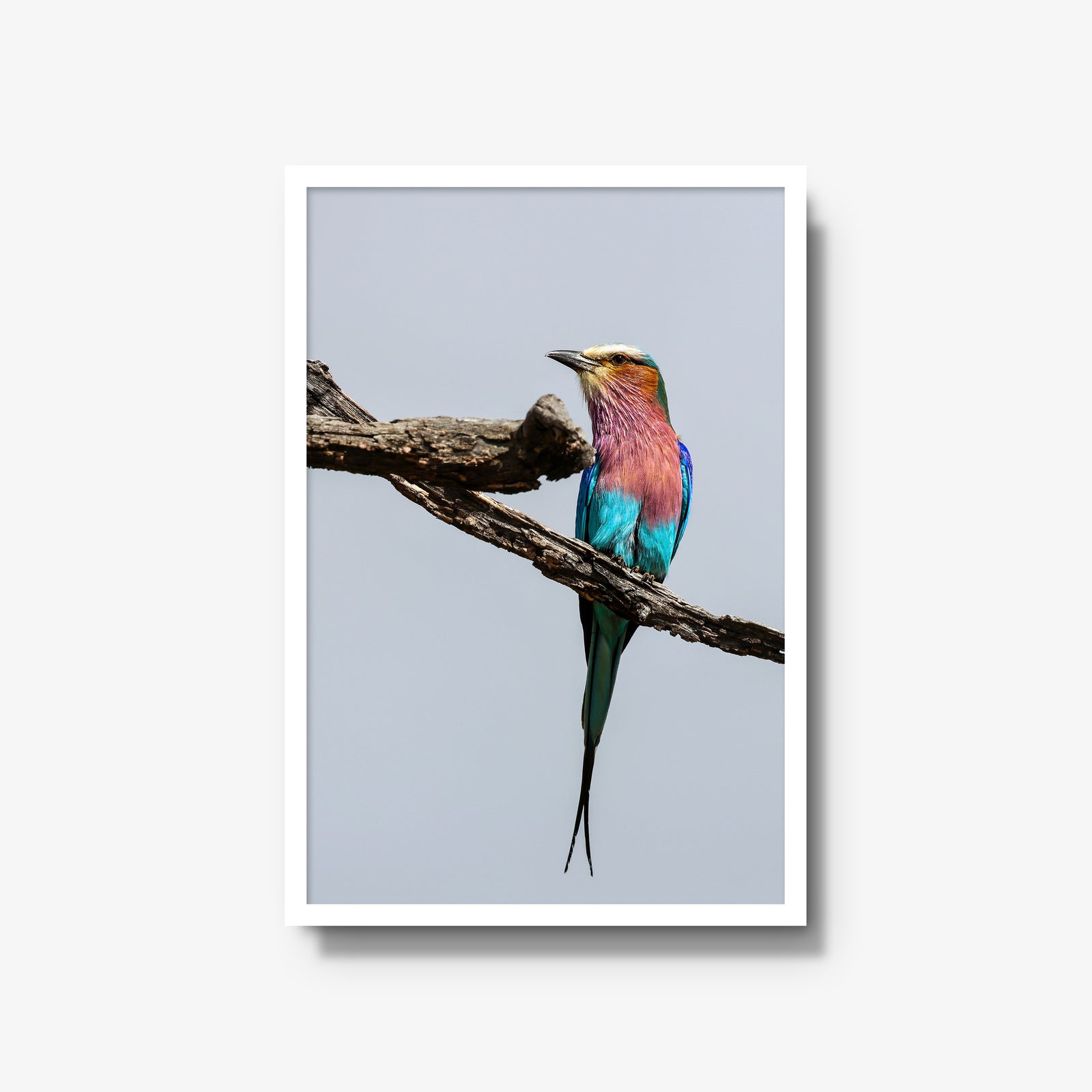 Lilac-breasted Roller