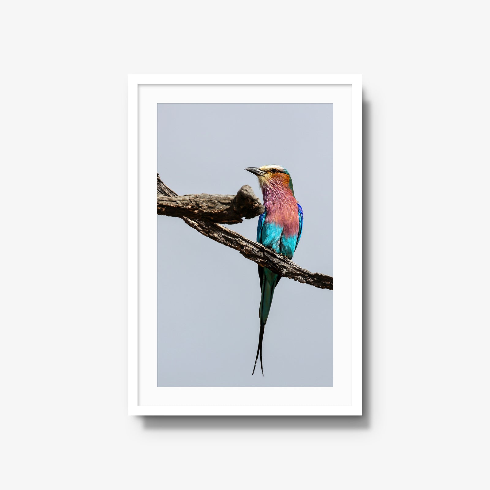 Lilac-breasted Roller