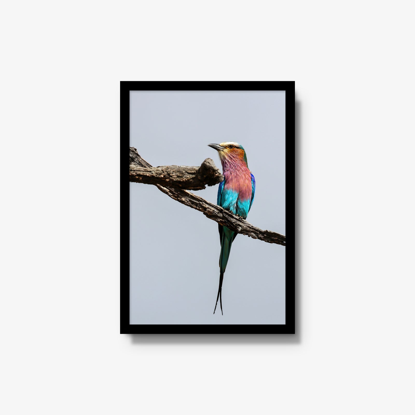 Lilac-breasted Roller