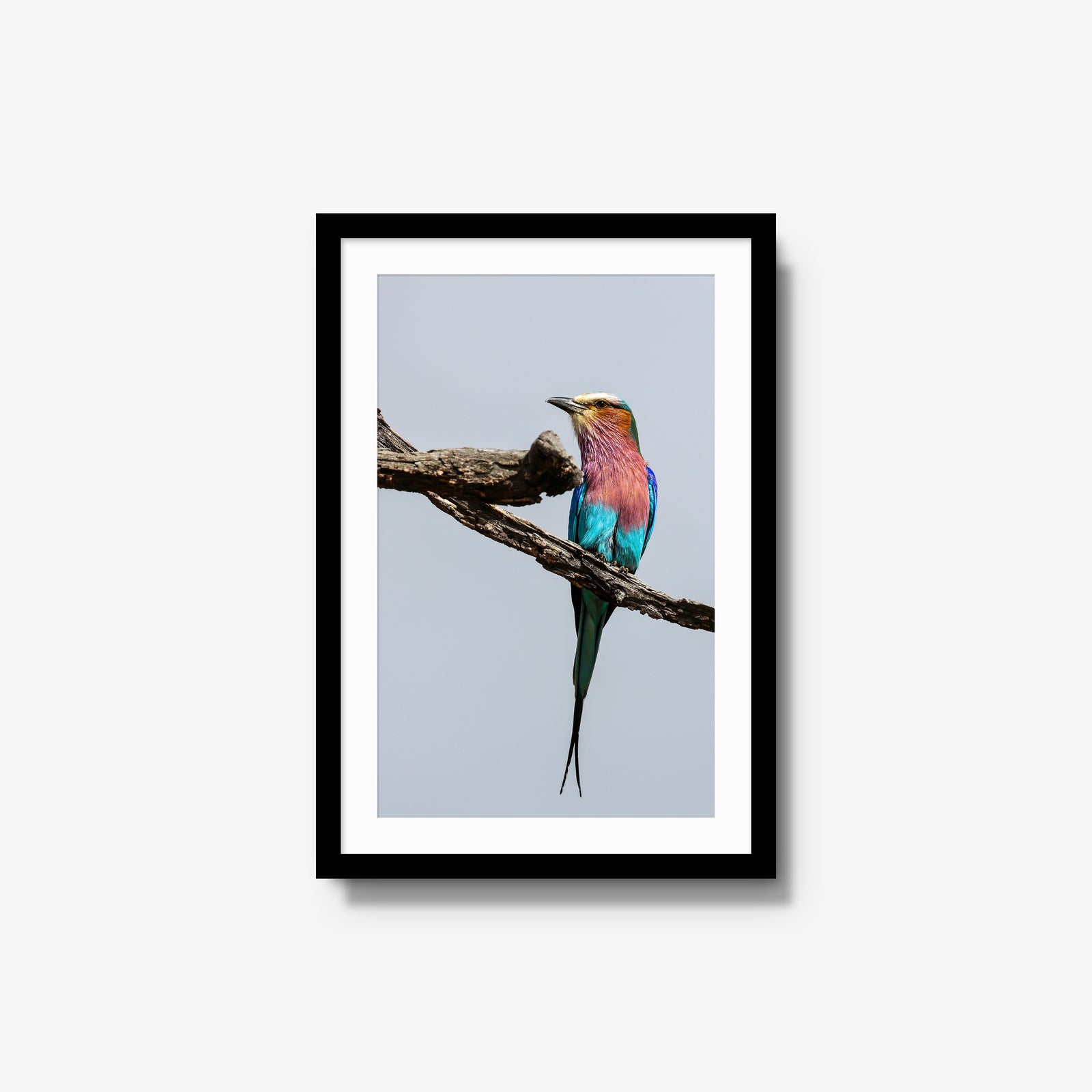 Lilac-breasted Roller