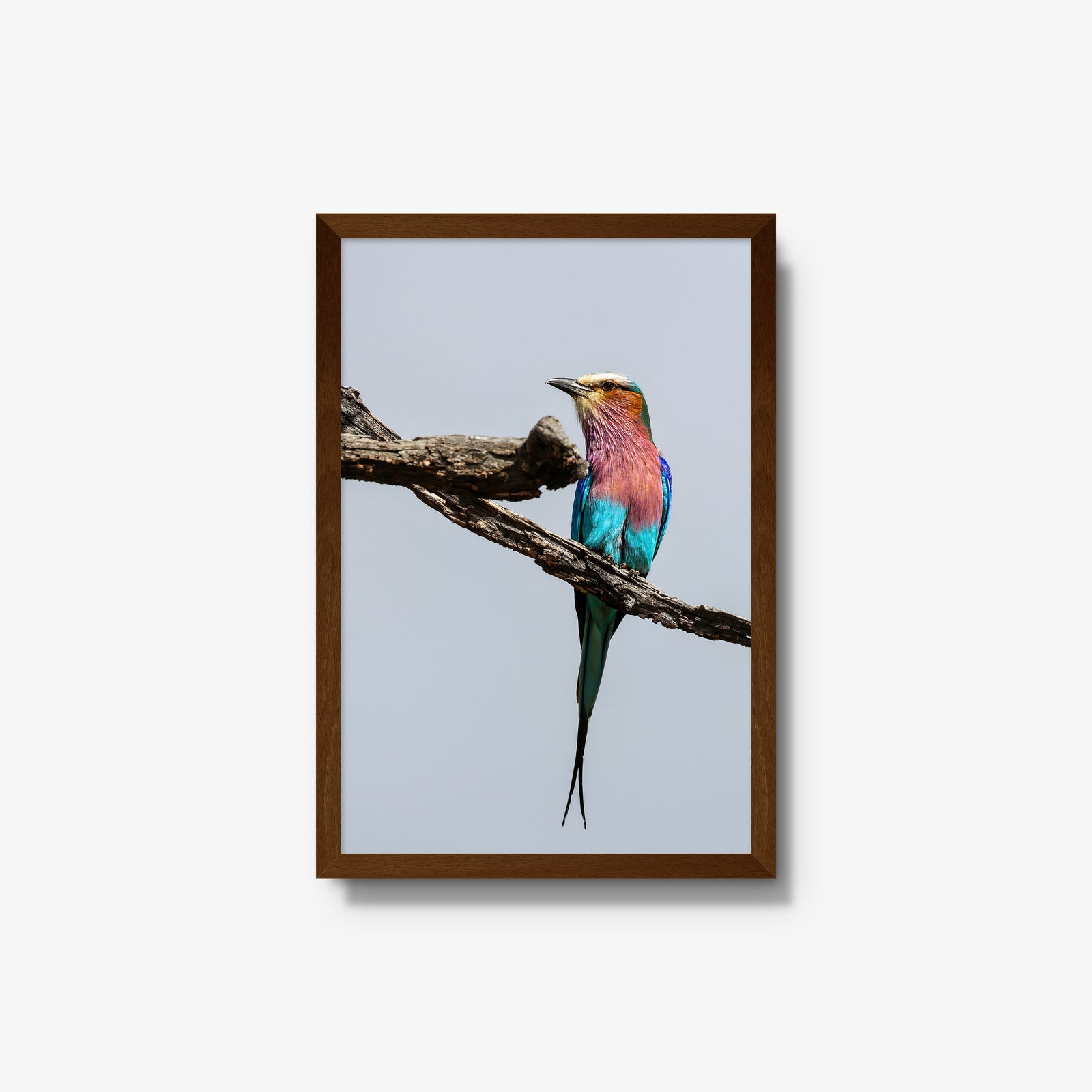 Lilac-breasted Roller