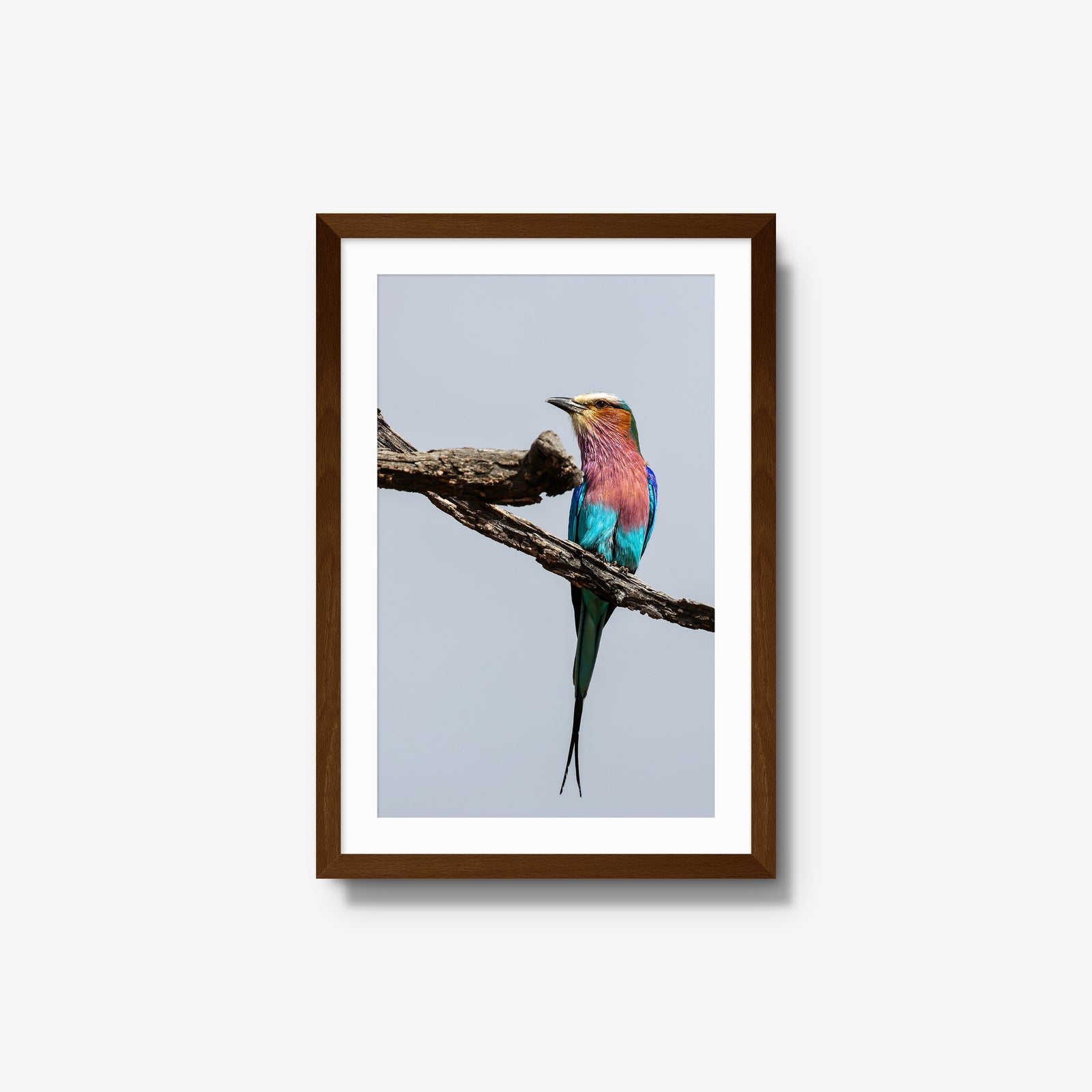 Lilac-breasted Roller