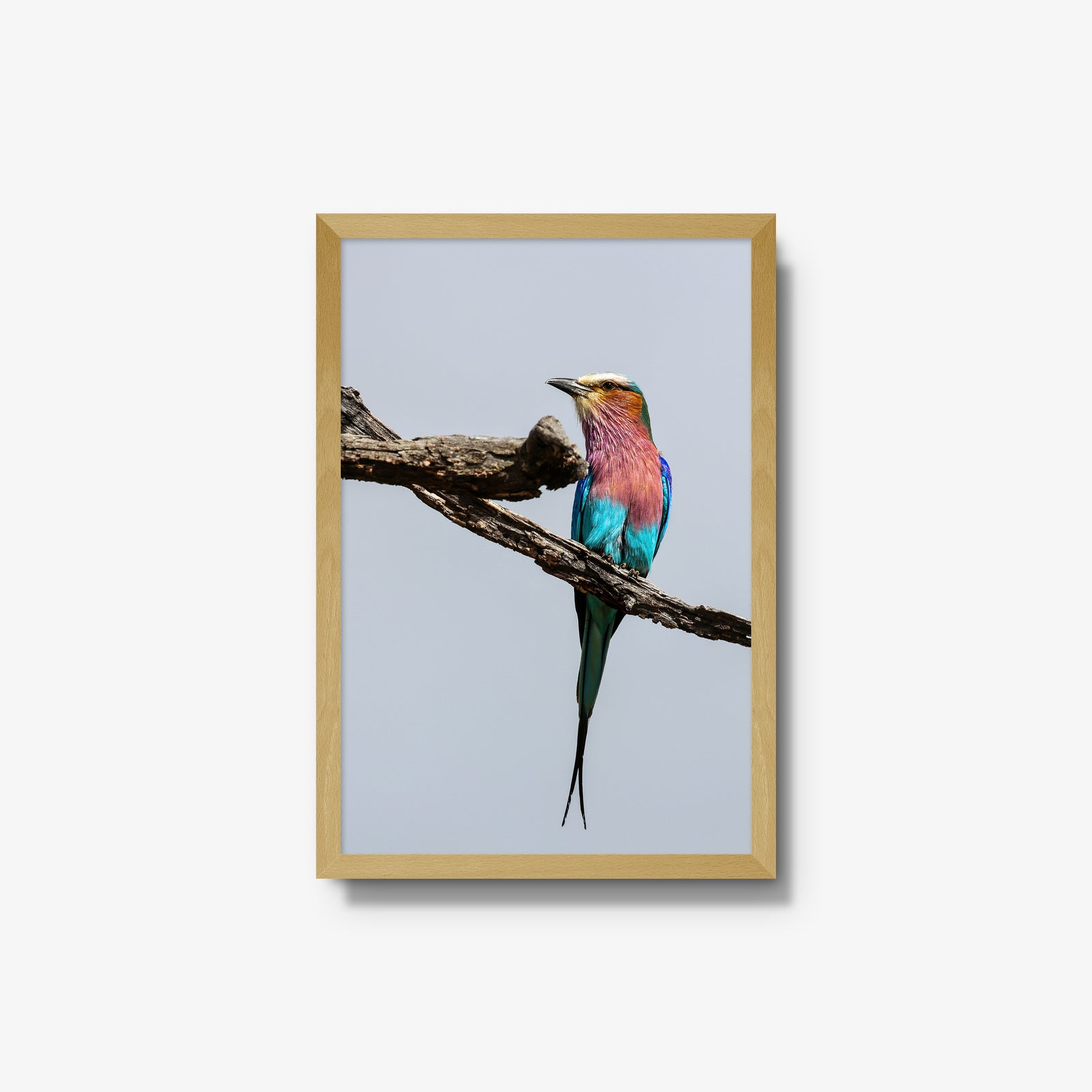 Lilac-breasted Roller