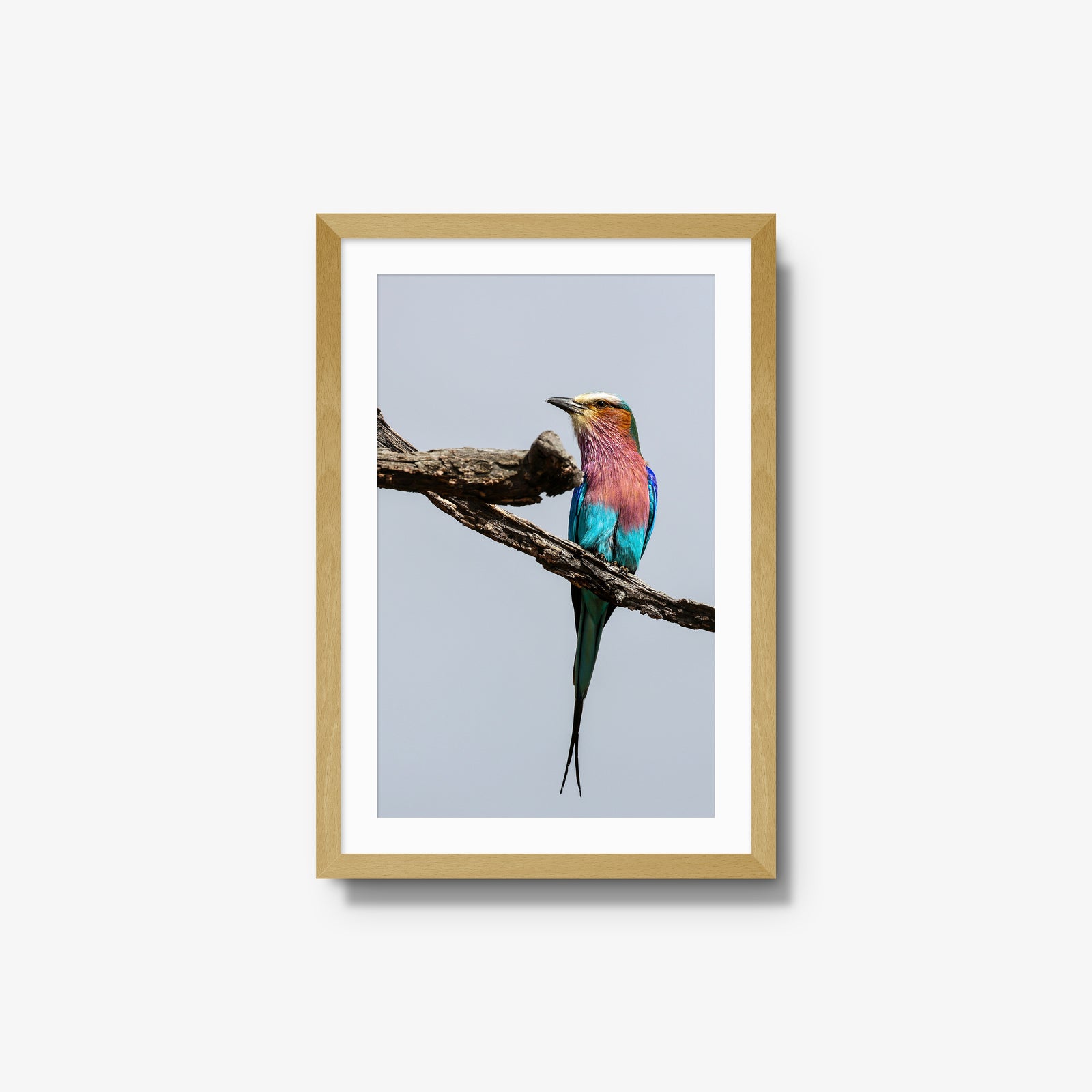 Lilac-breasted Roller