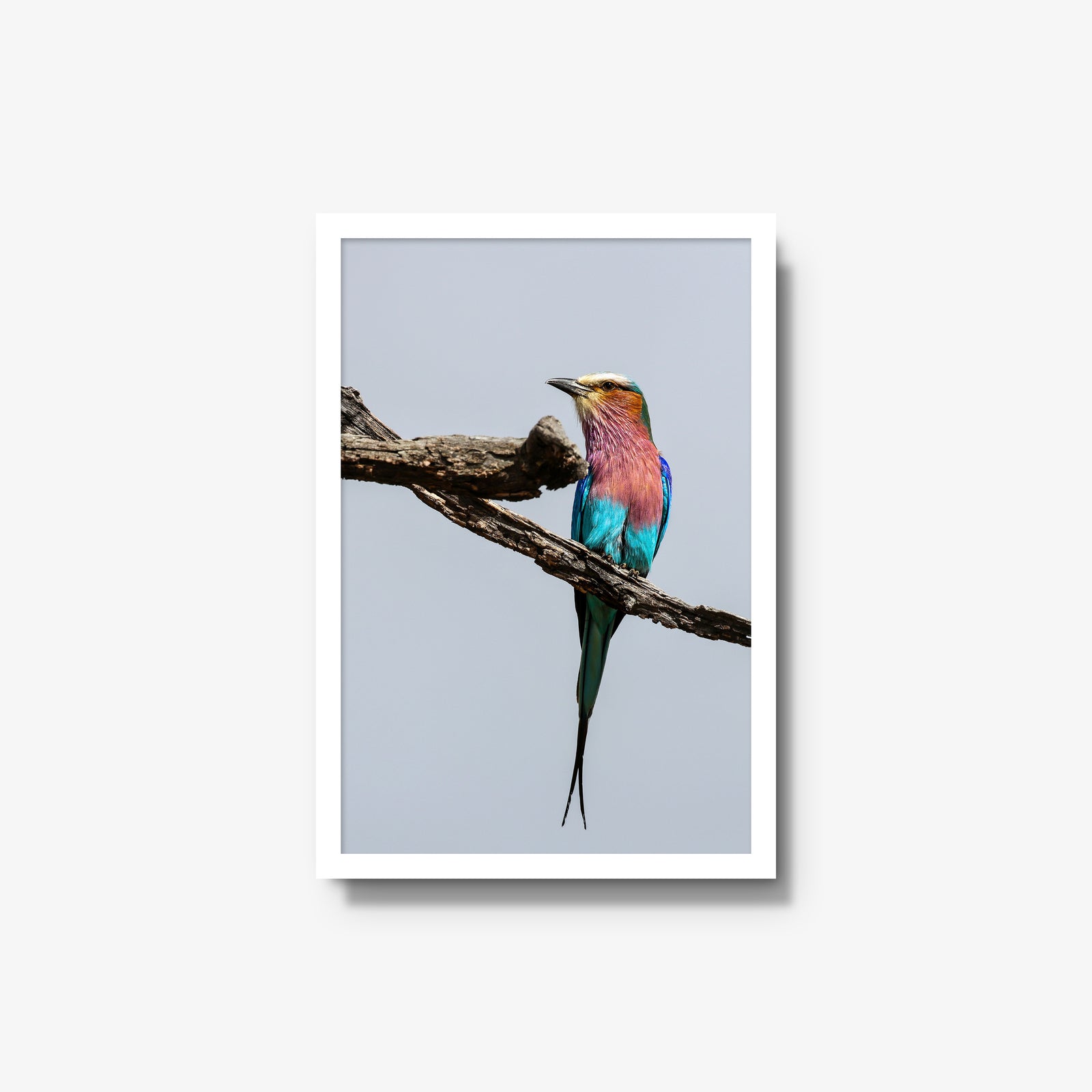 Lilac-breasted Roller