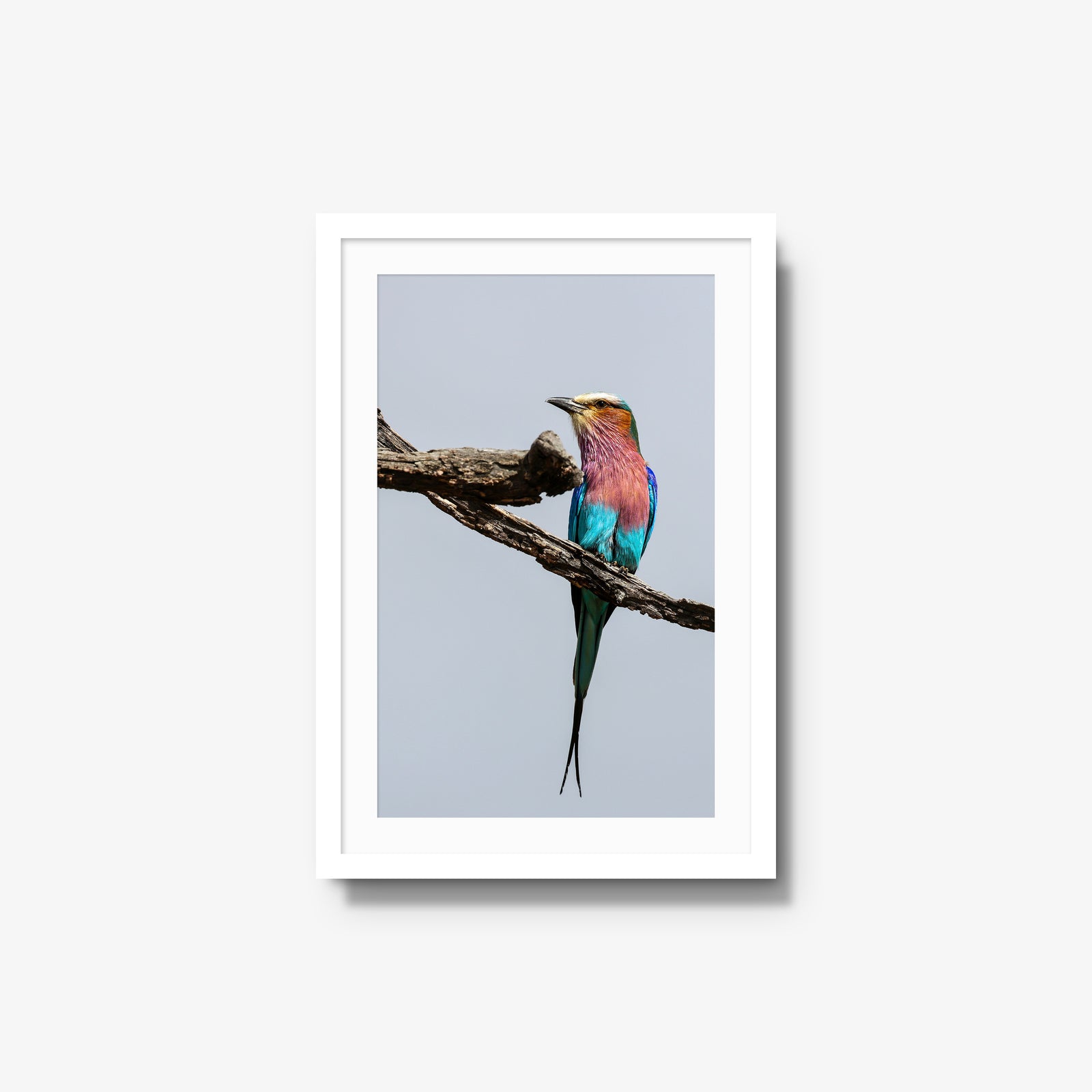 Lilac-breasted Roller