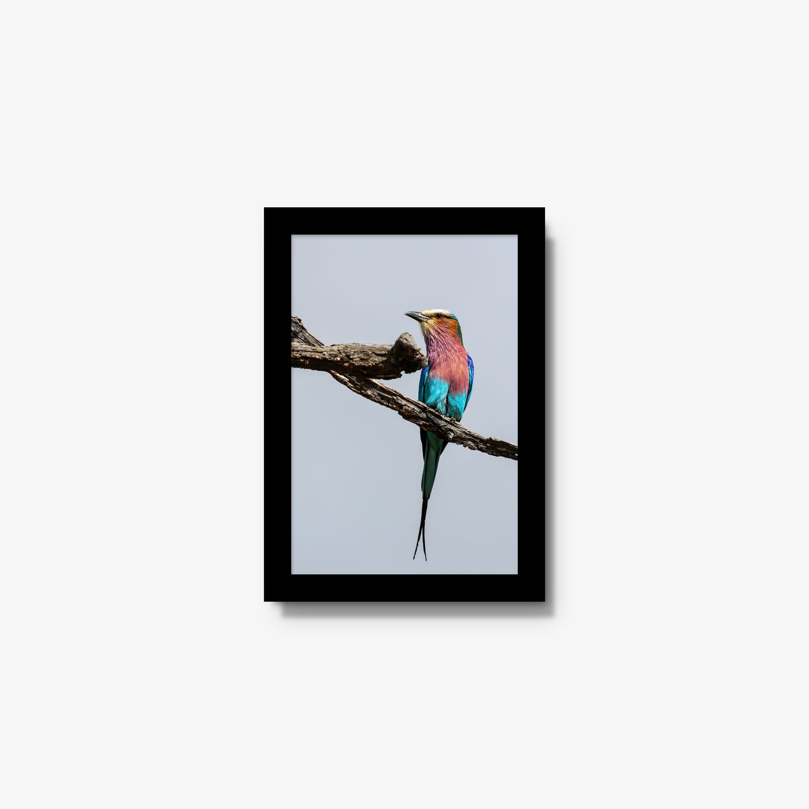 Lilac-breasted Roller