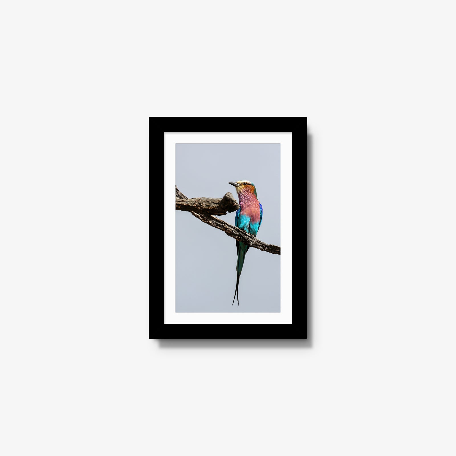 Lilac-breasted Roller