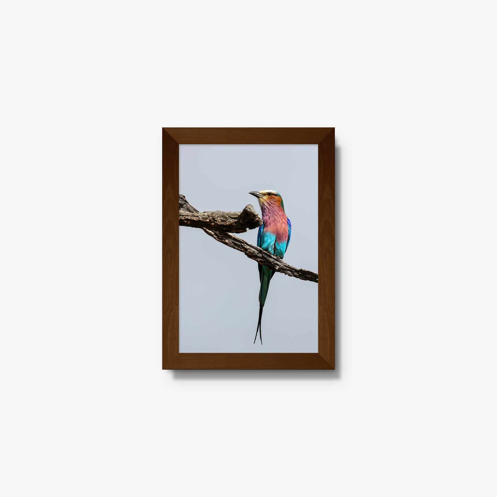 Lilac-breasted Roller