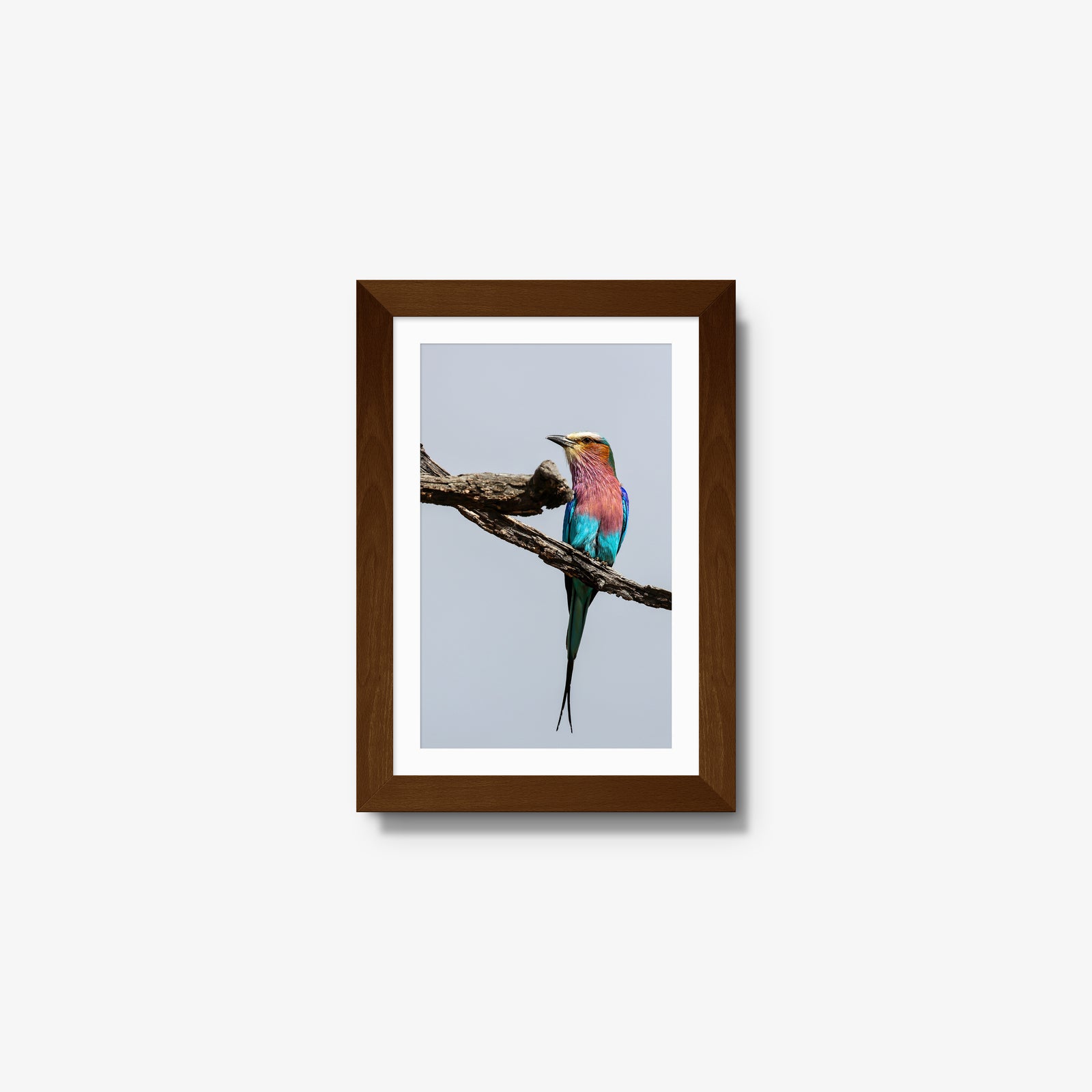 Lilac-breasted Roller