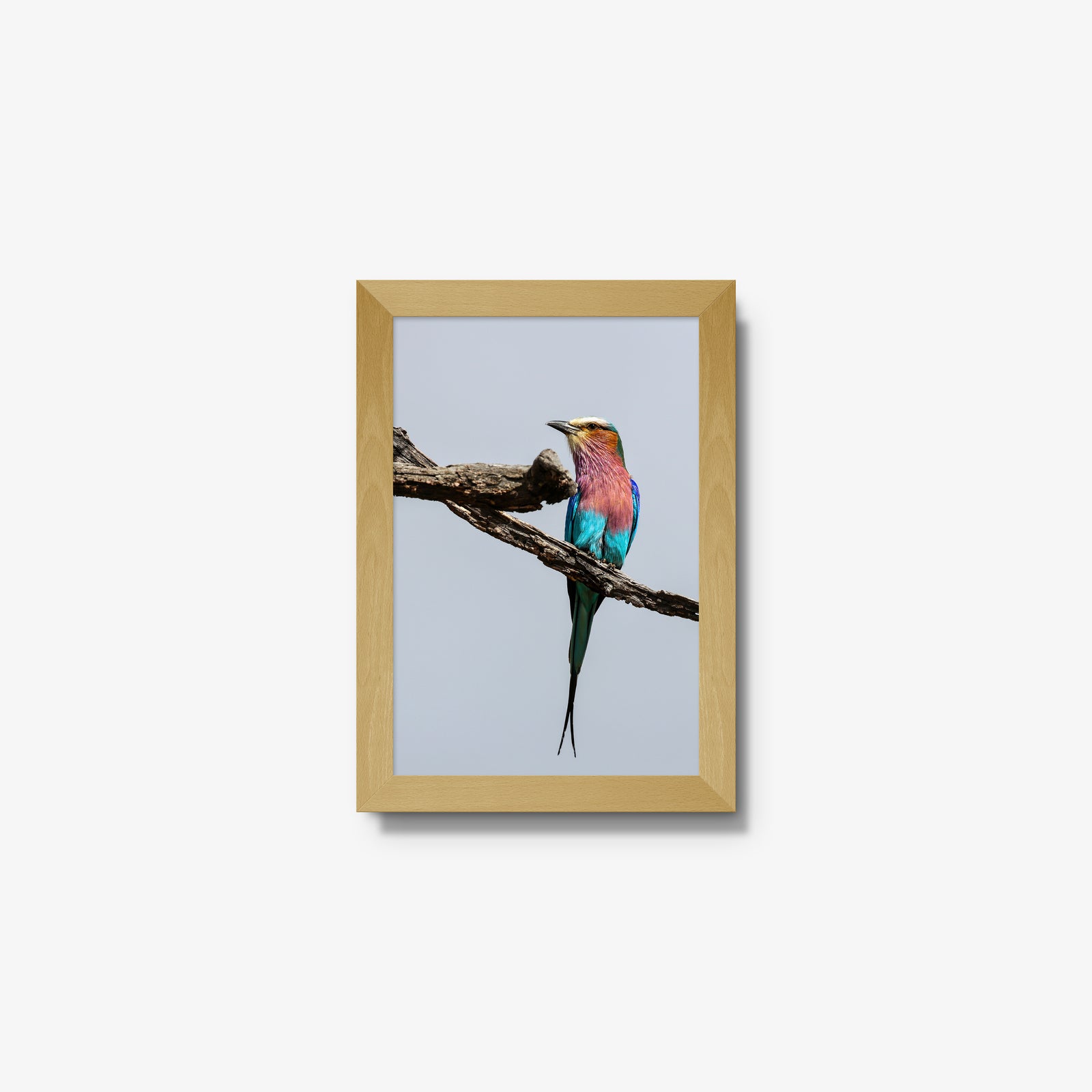 Lilac-breasted Roller