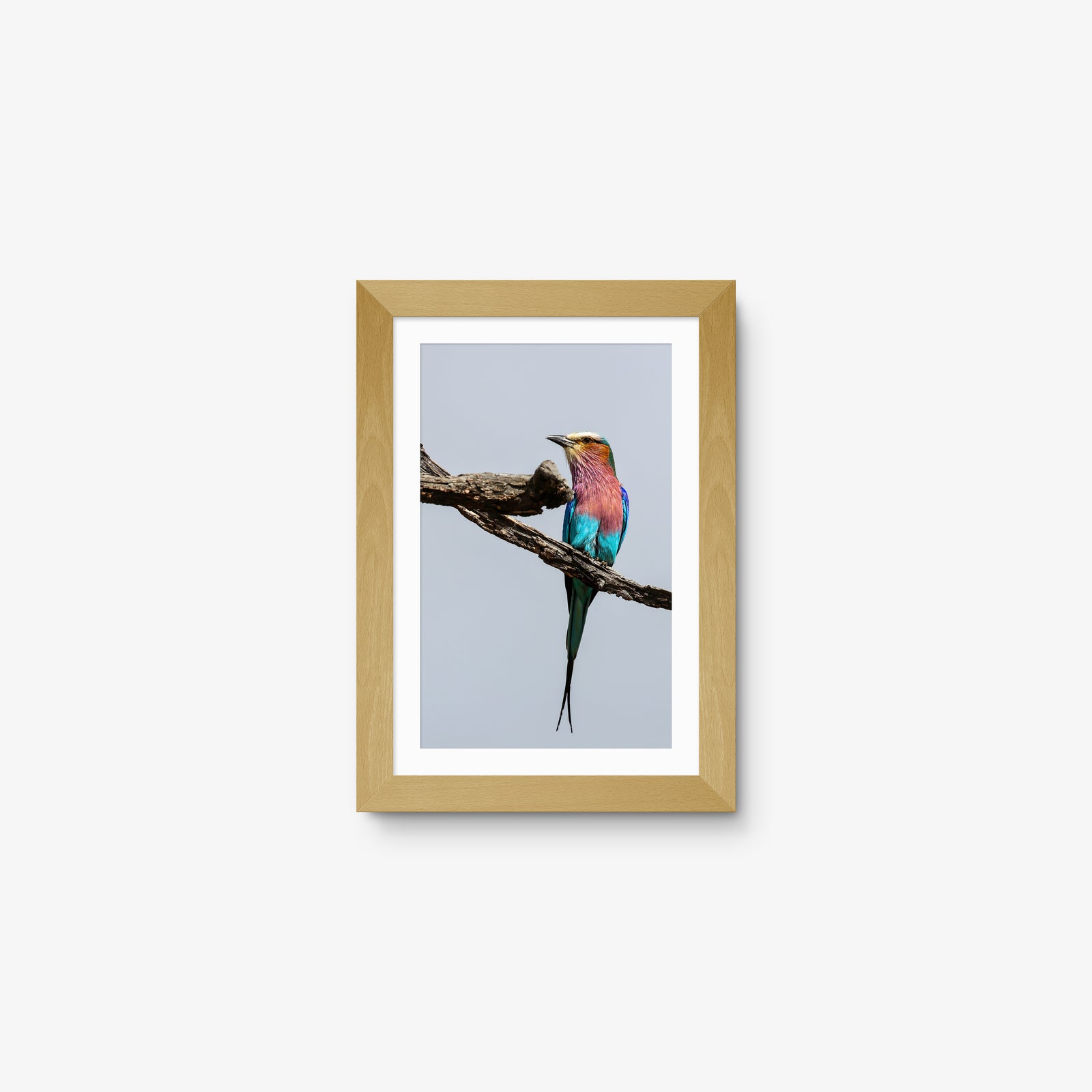 Lilac-breasted Roller