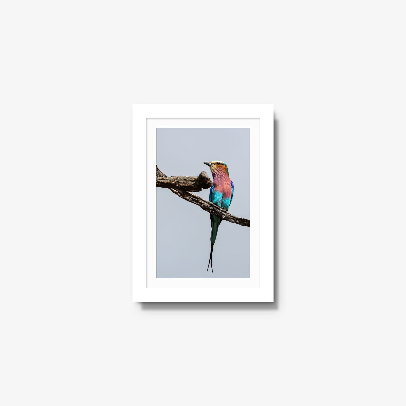 Lilac-breasted Roller