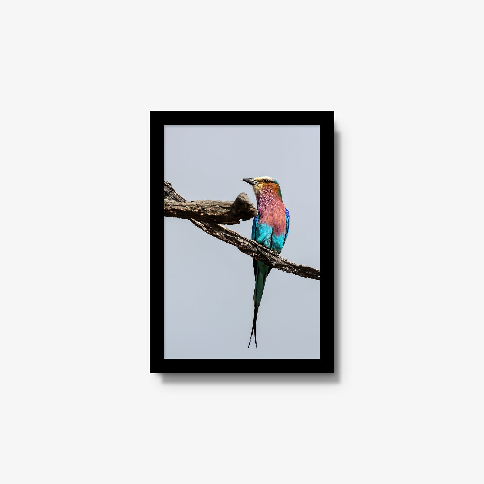 Lilac-breasted Roller