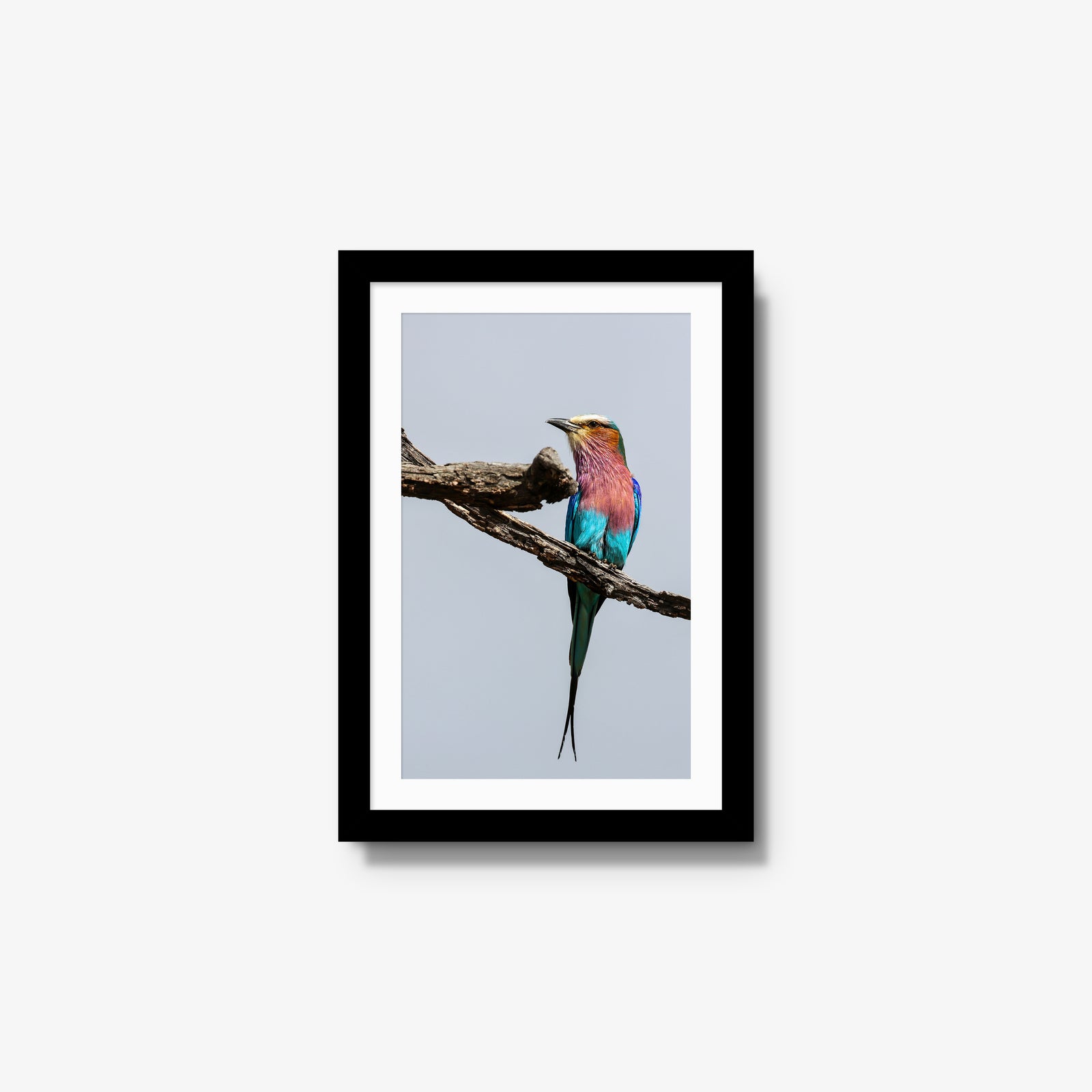 Lilac-breasted Roller