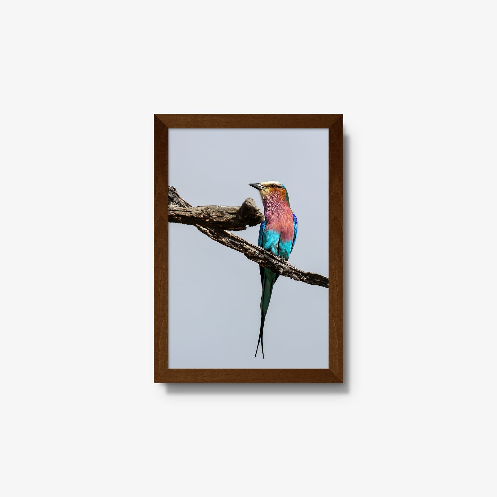 Lilac-breasted Roller