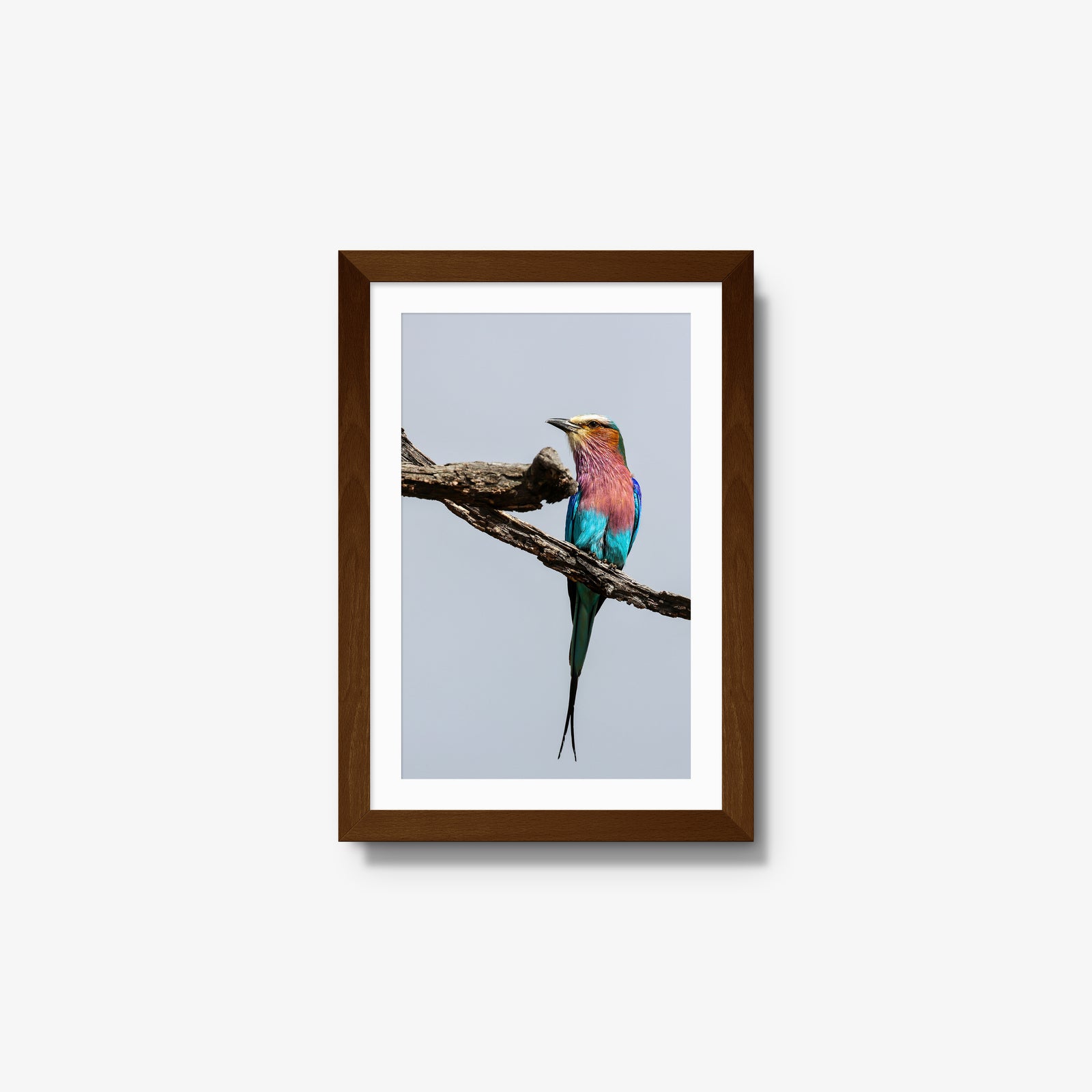 Lilac-breasted Roller