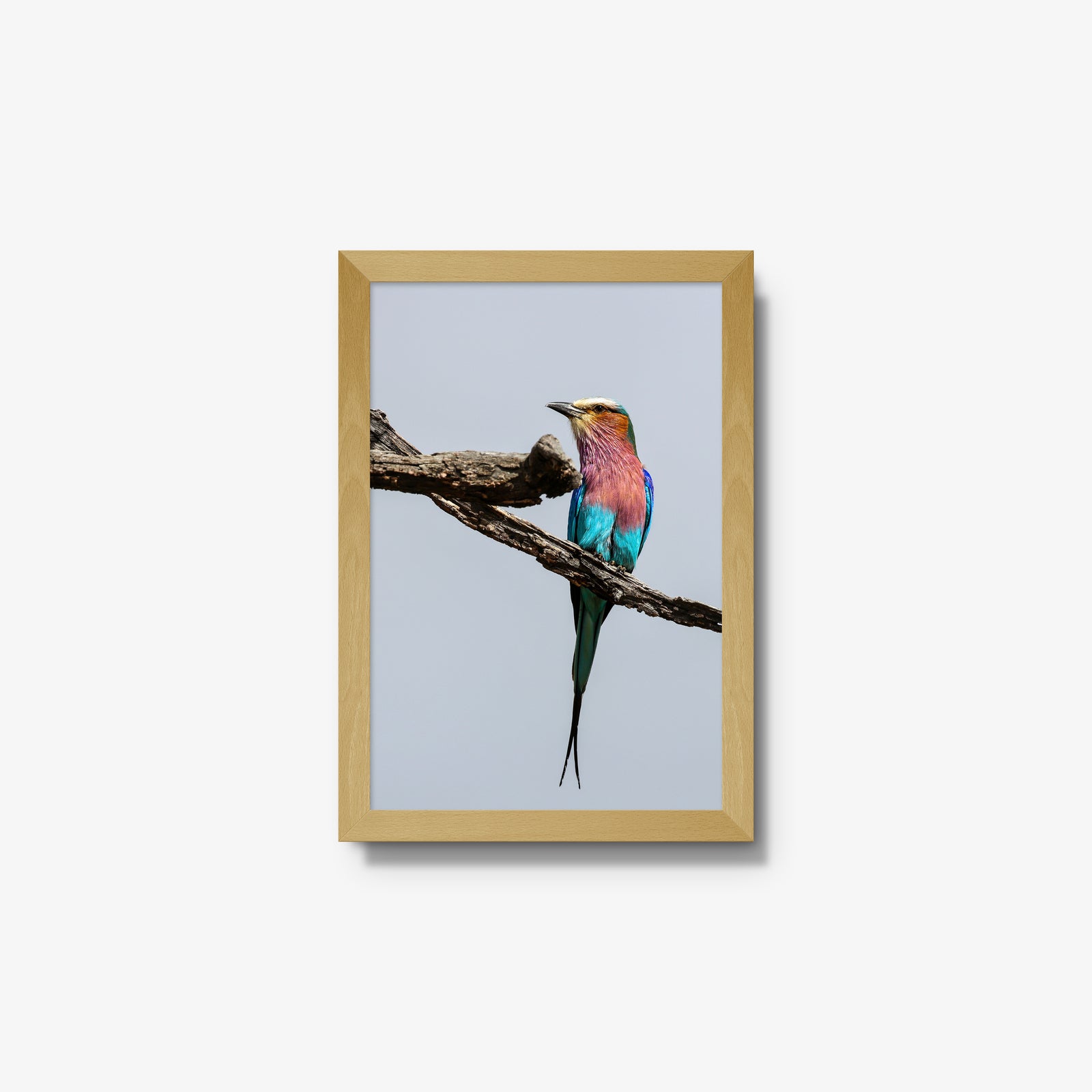 Lilac-breasted Roller