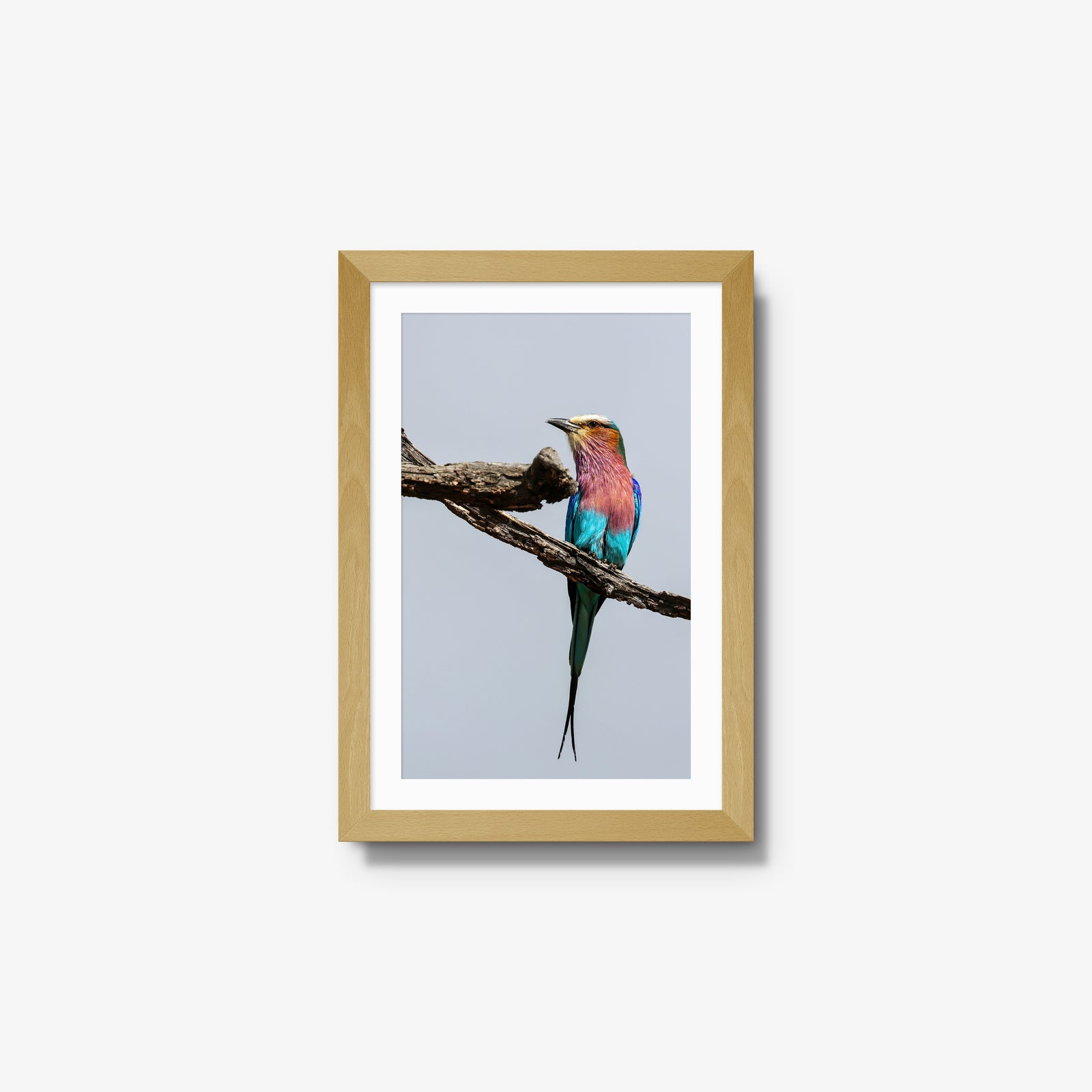 Lilac-breasted Roller
