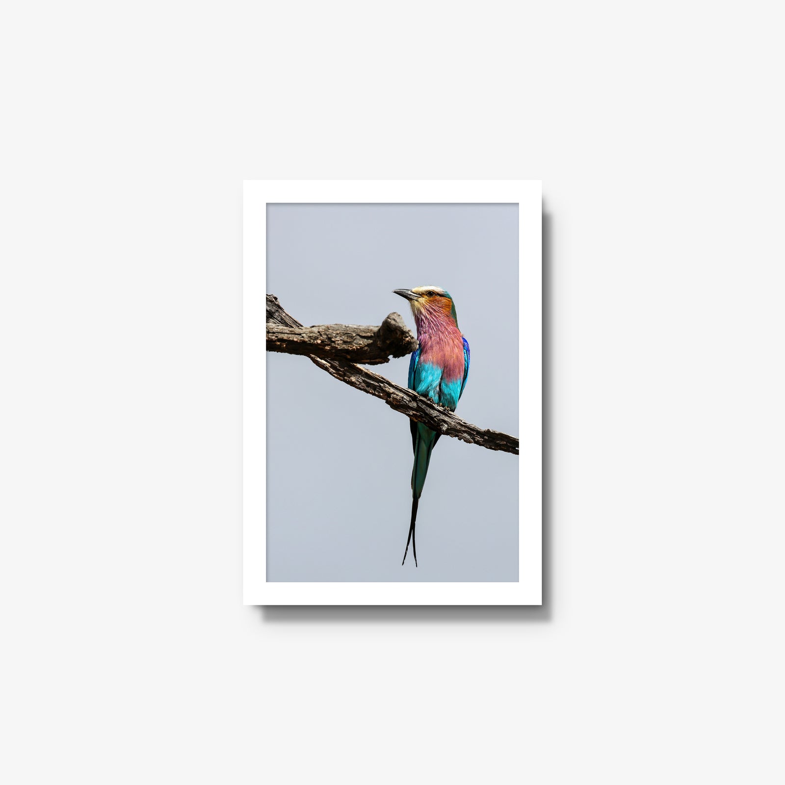 Lilac-breasted Roller