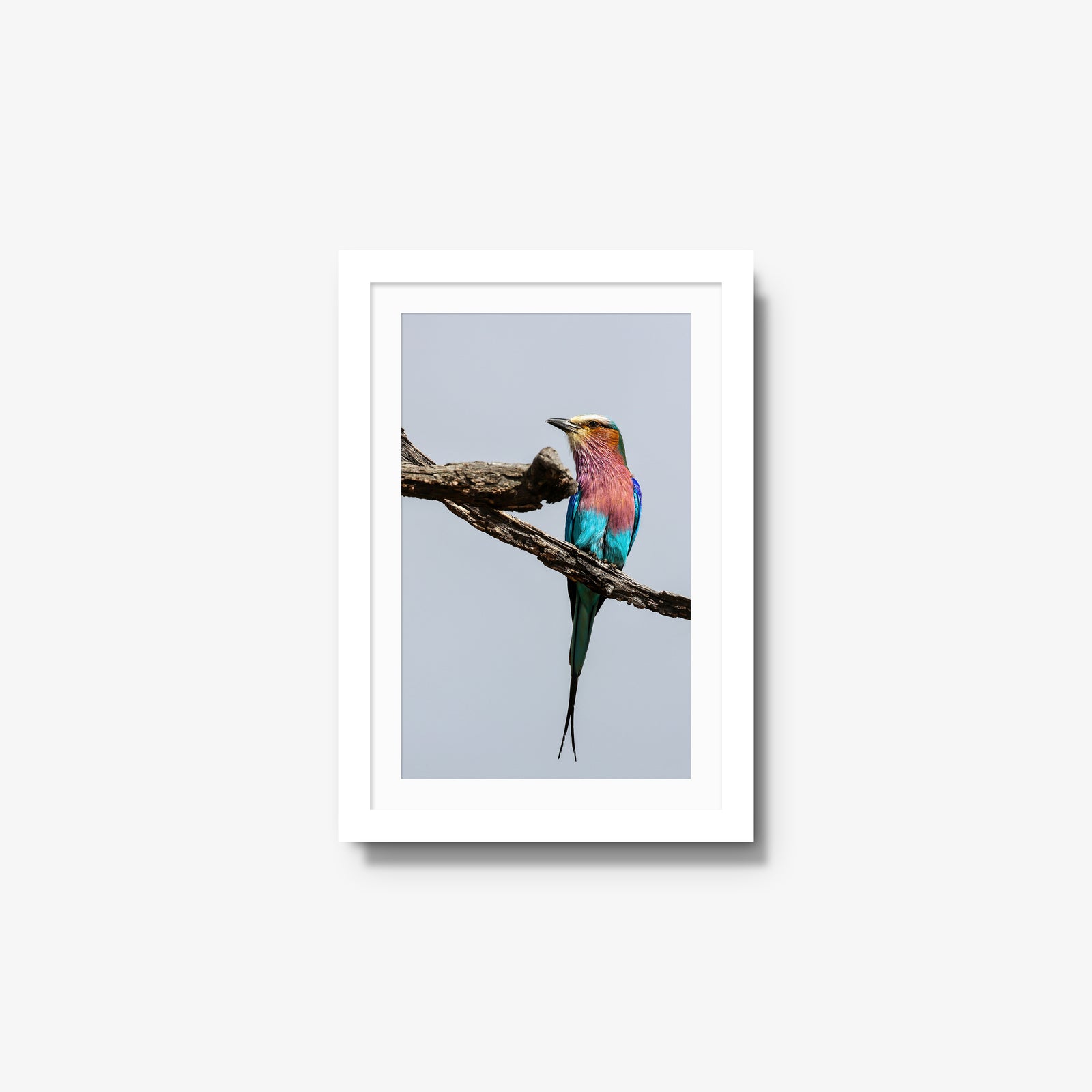 Lilac-breasted Roller