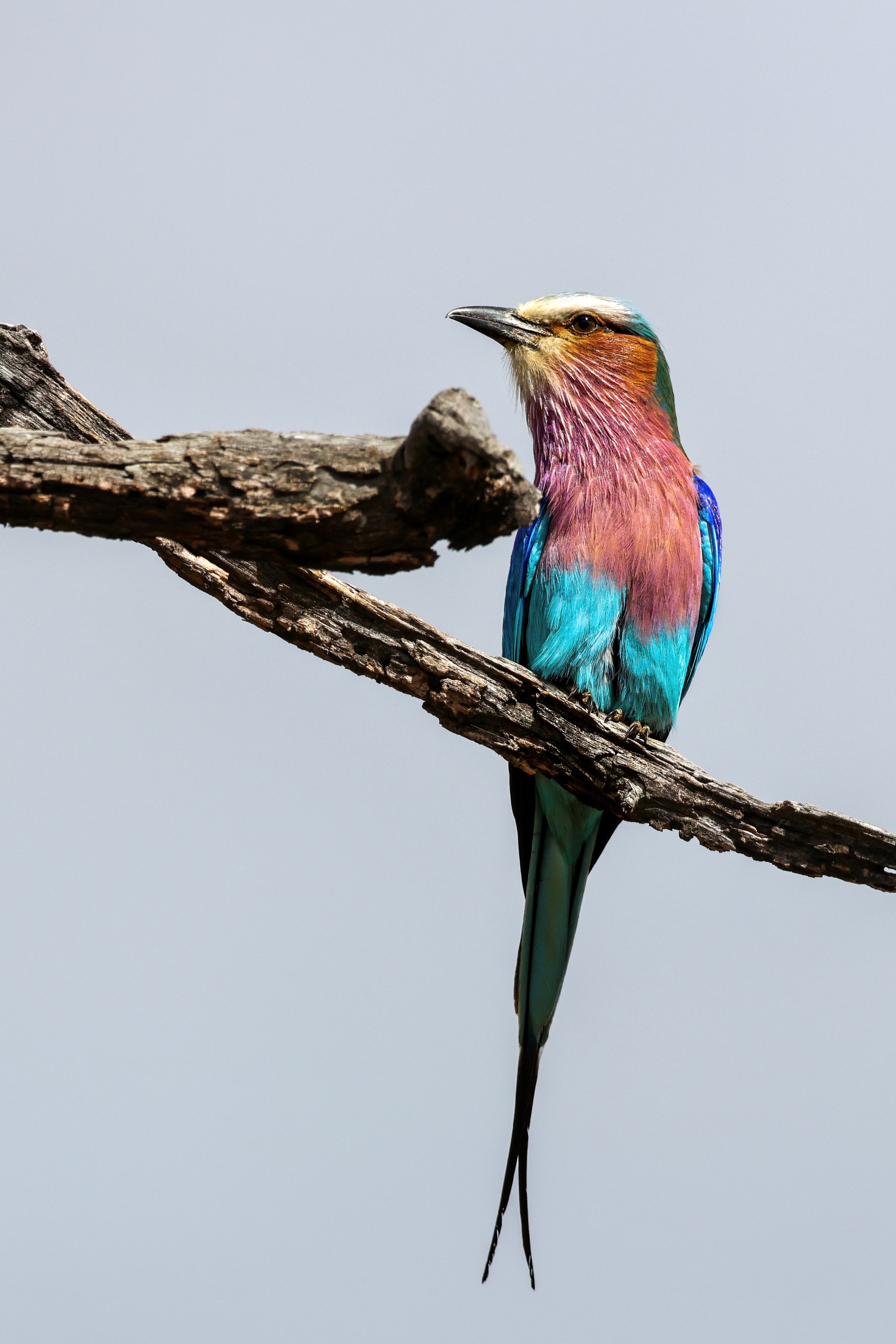 Lilac-breasted Roller