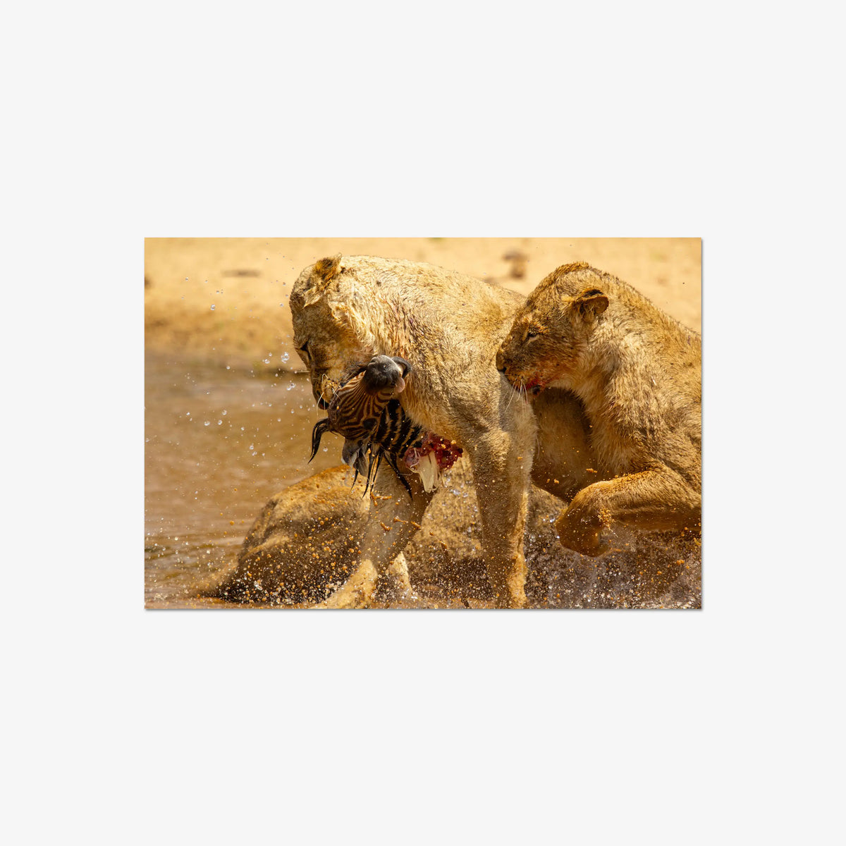 The Weight of Survival — large / print / n/a