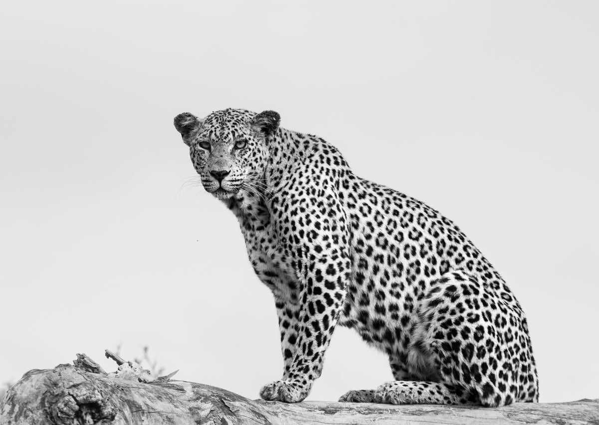Mashaba Female — scroll pan