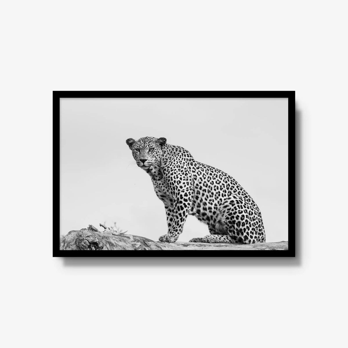 Mashaba Female — large / black / full