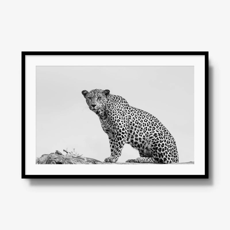 Mashaba Female