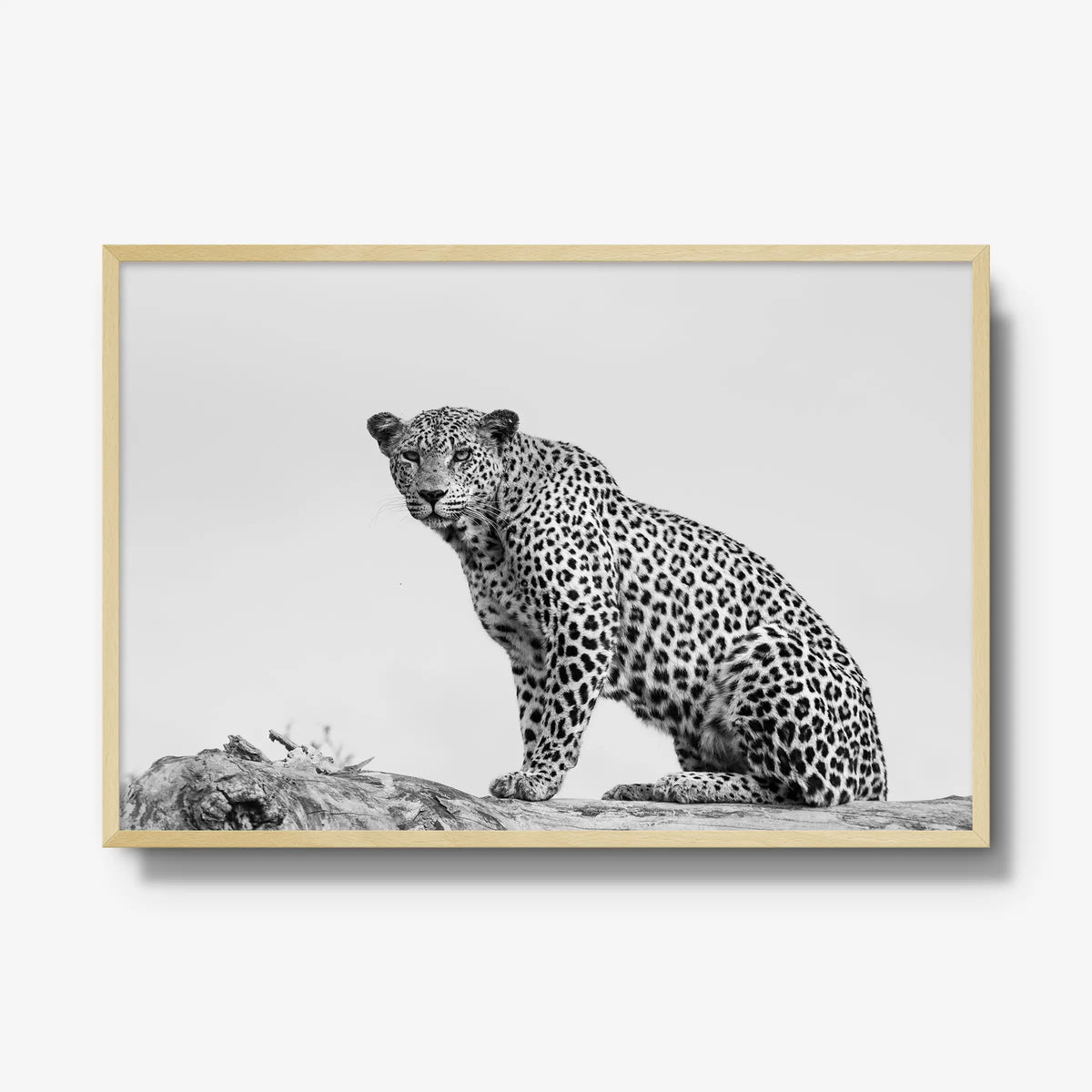 Mashaba Female — gallery / natural / full