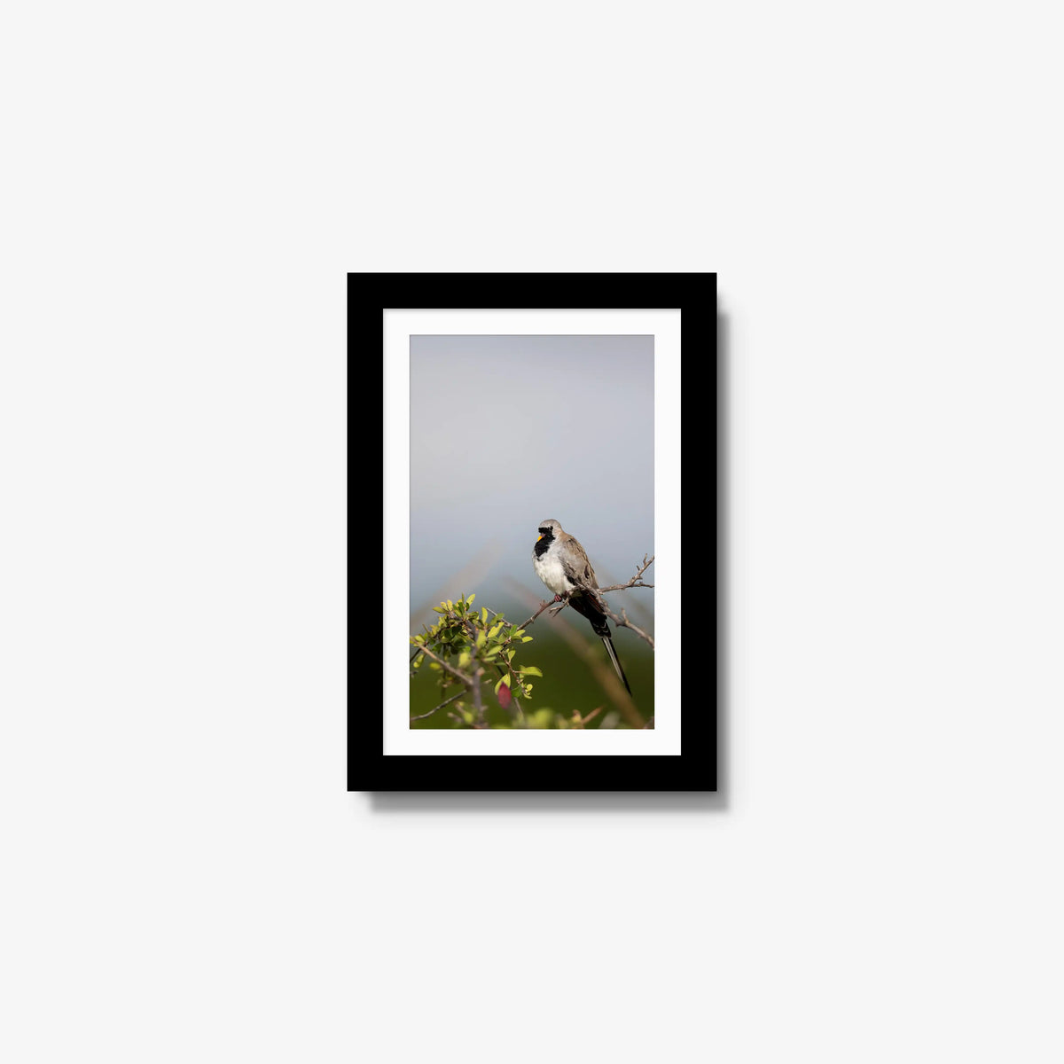 Namaqua — mini / black / mat