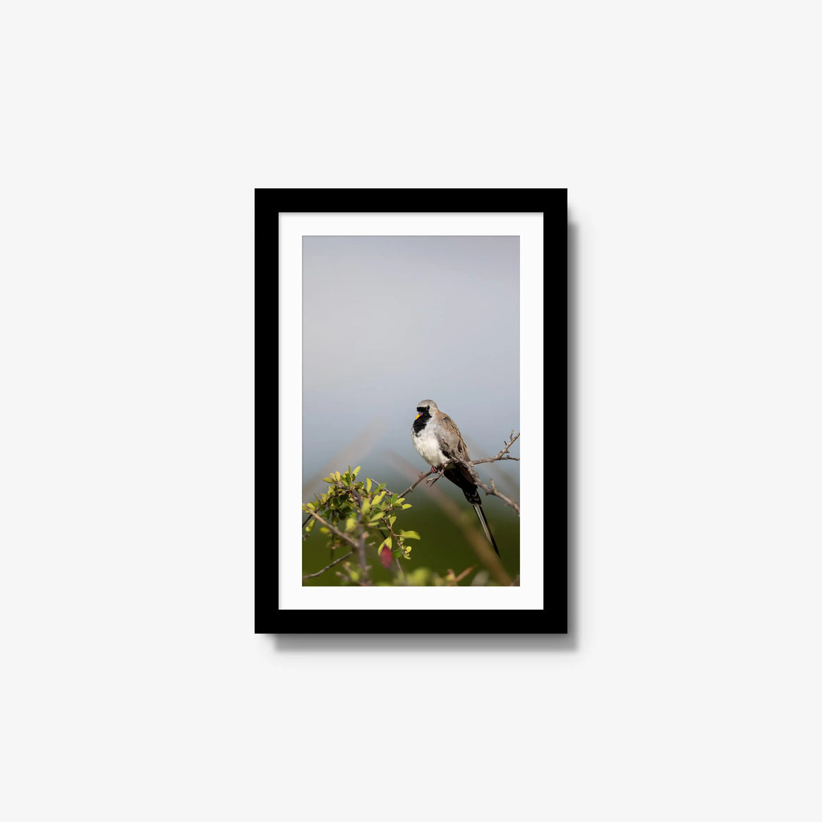 Namaqua — small / black / mat
