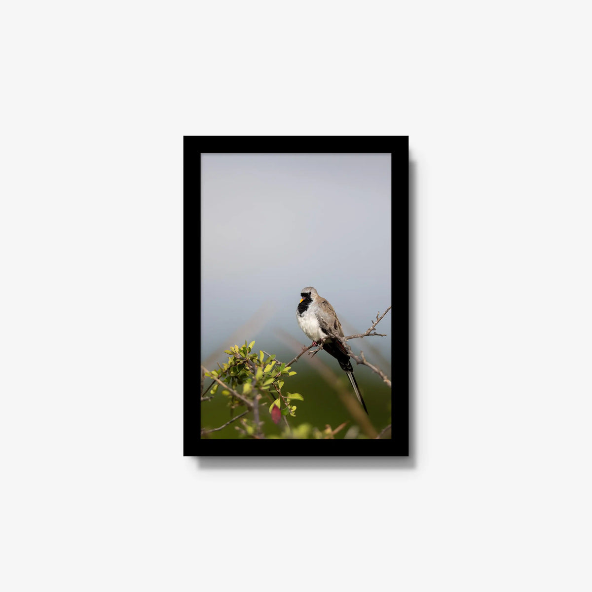 Namaqua — small / black / full
