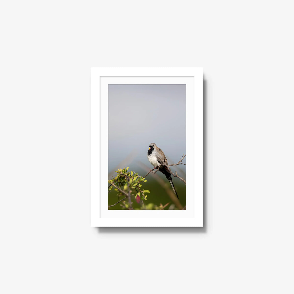 Namaqua — small / white / mat