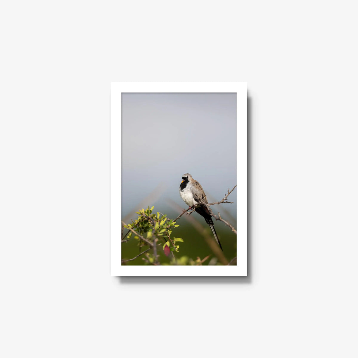 Namaqua — small / white / full