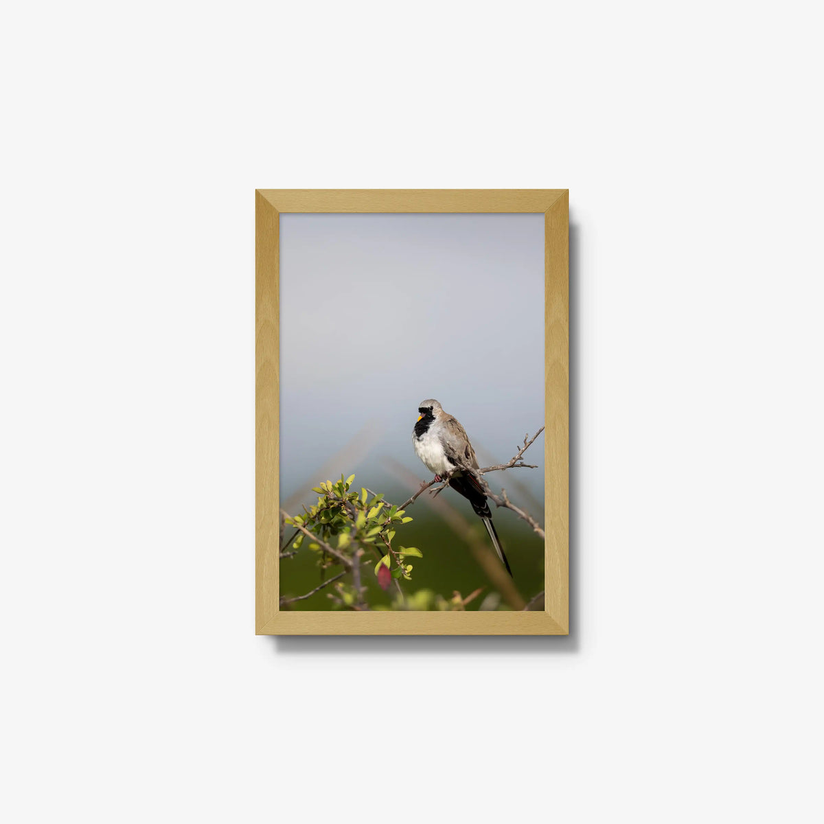Namaqua — small / natural / full