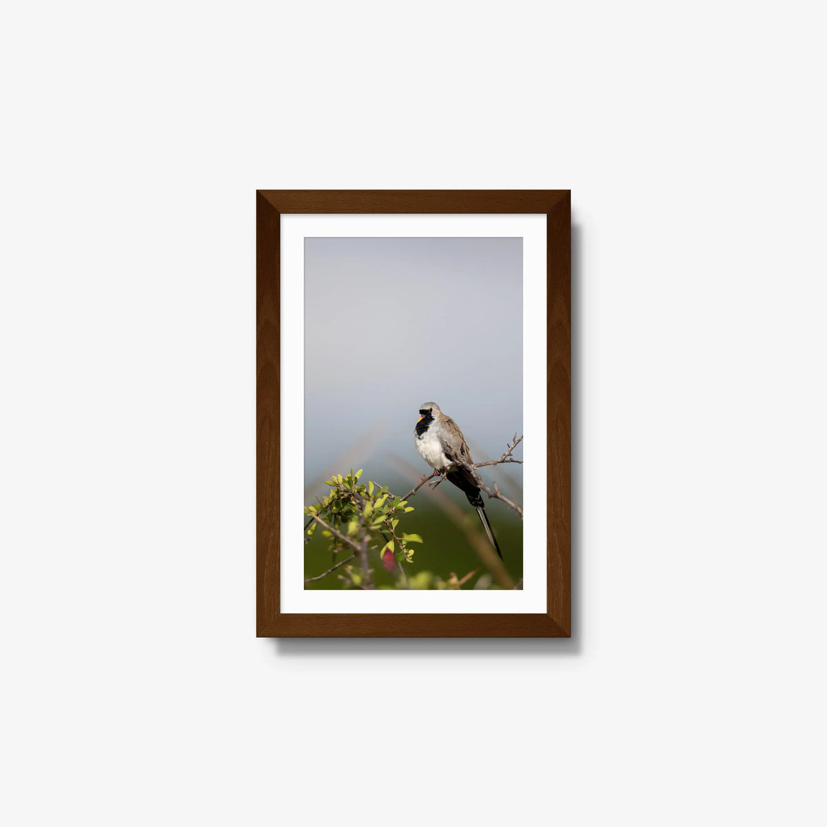 Namaqua — small / brown / mat